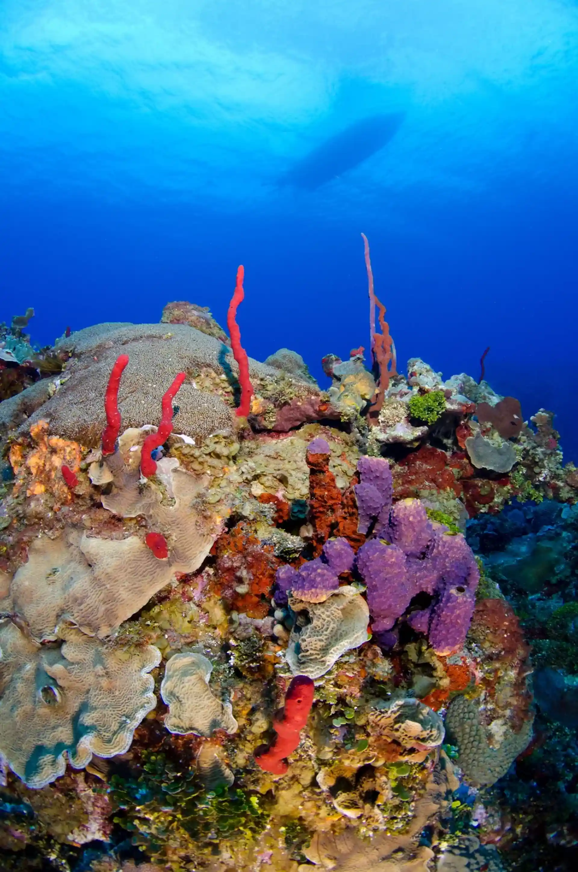 Dive site photo