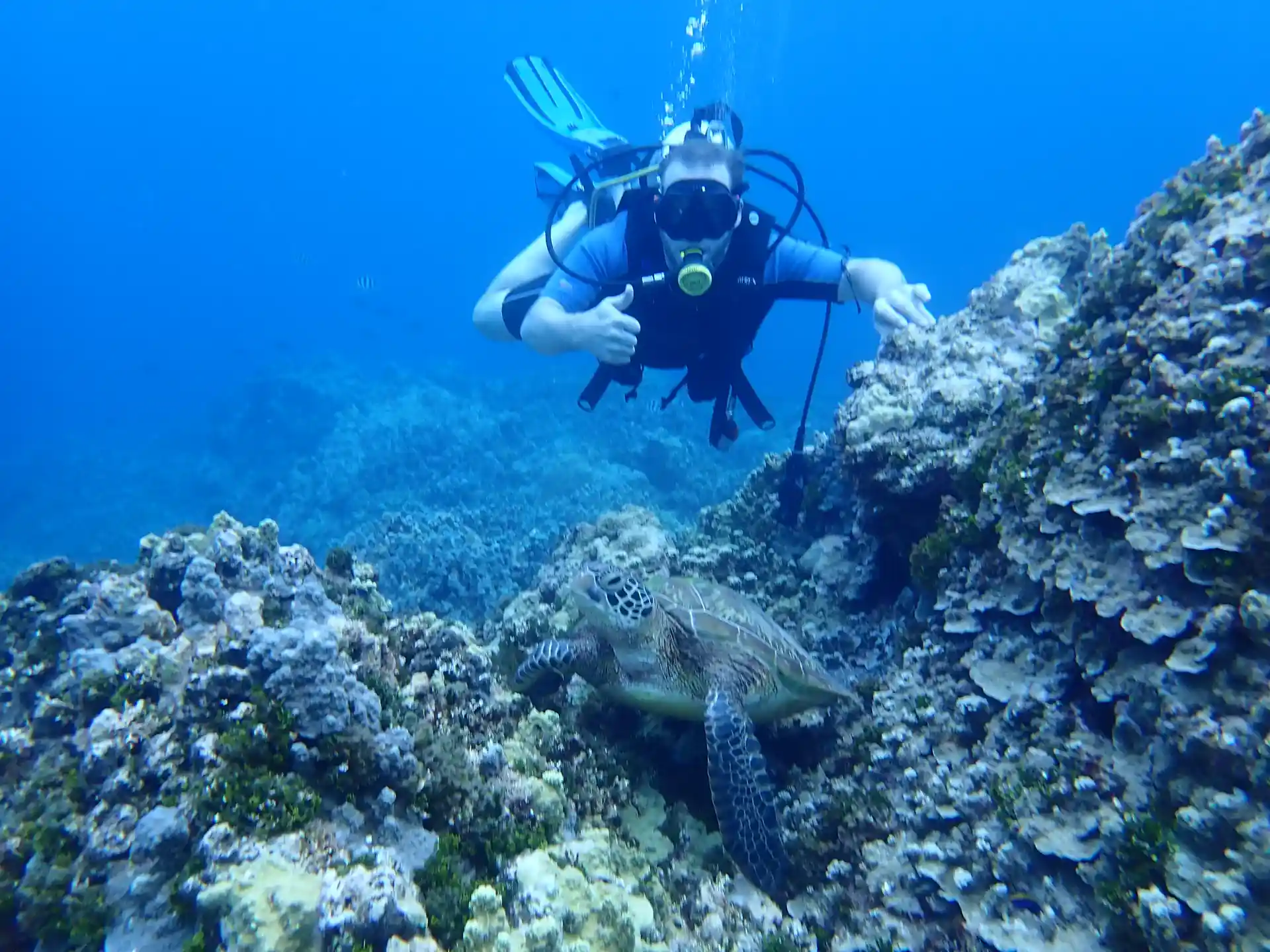 Turtle can be seen while they are settling down.