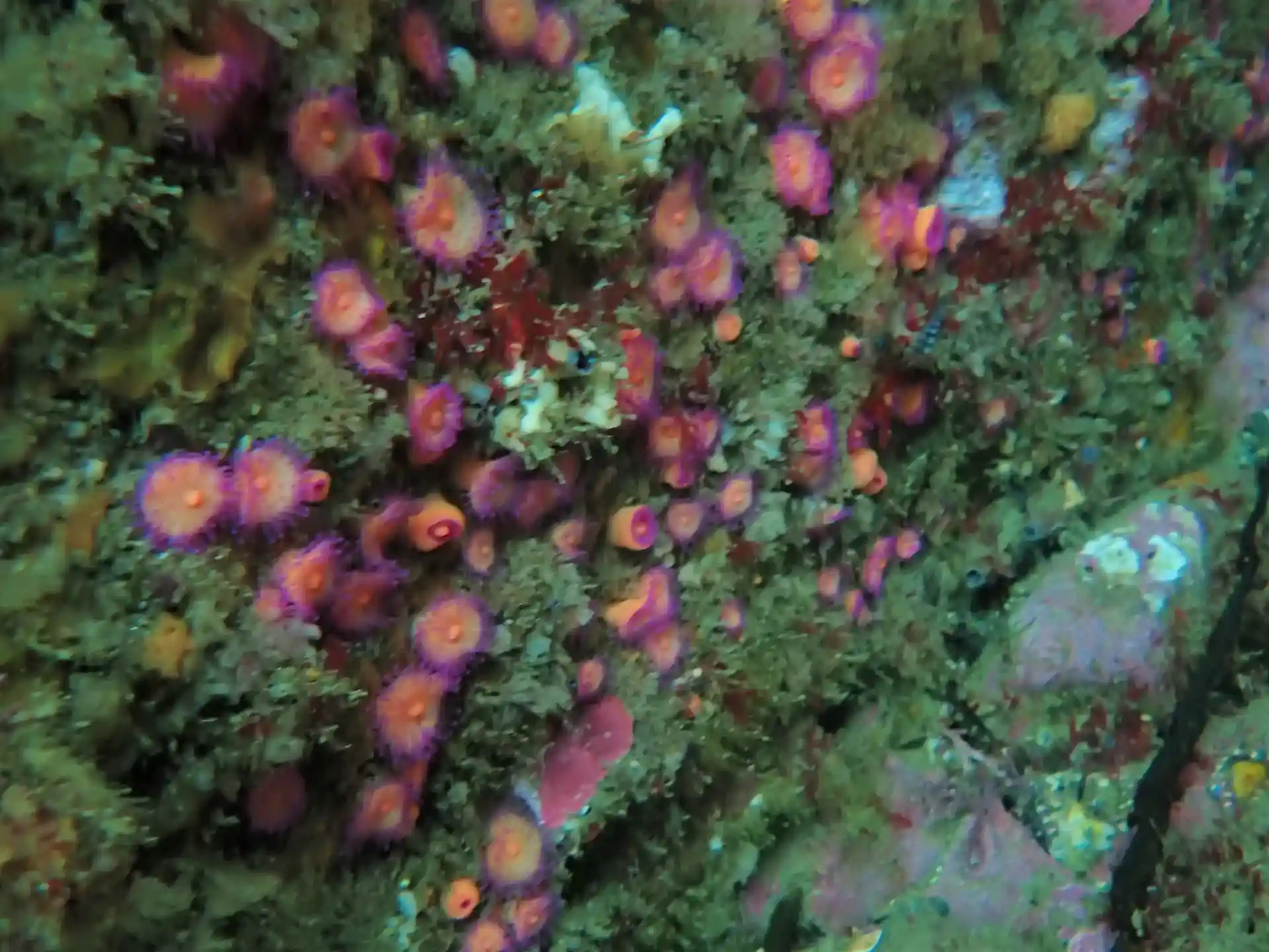 Dive site photo