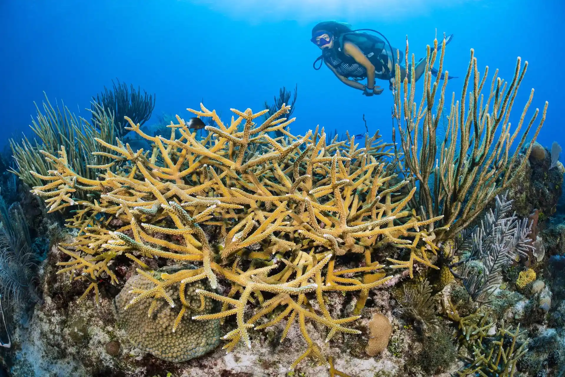 Dive site photo