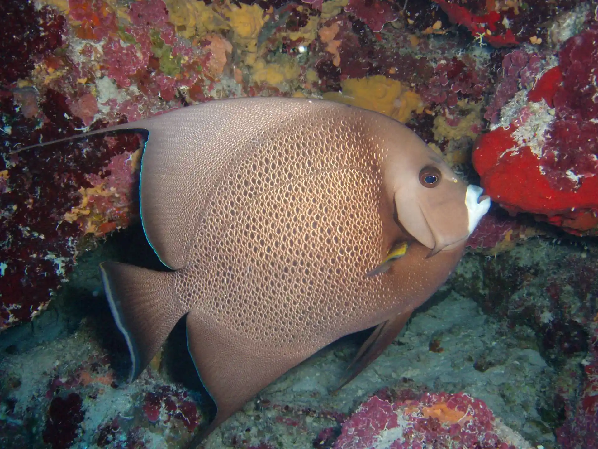 Photo du site de plongée