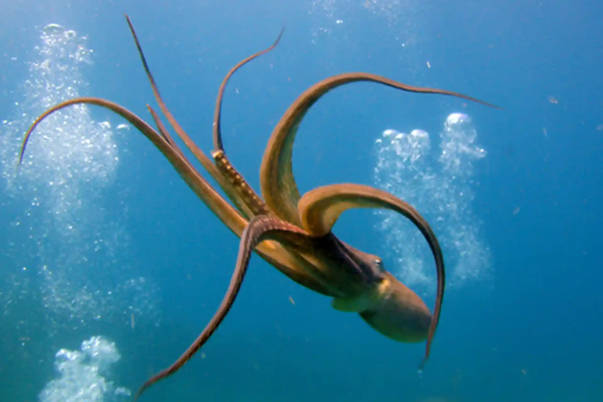 Dive shop photo