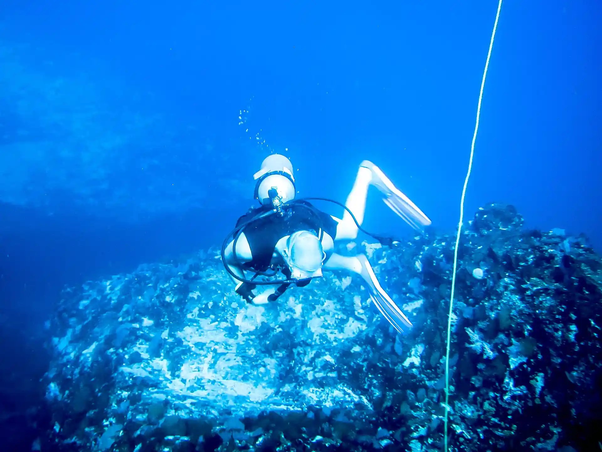 Discover daily delights in Bahía de Banderas: 2 dives, complete gear, and expert guidance. Dive confidently with Oceano Adventures!