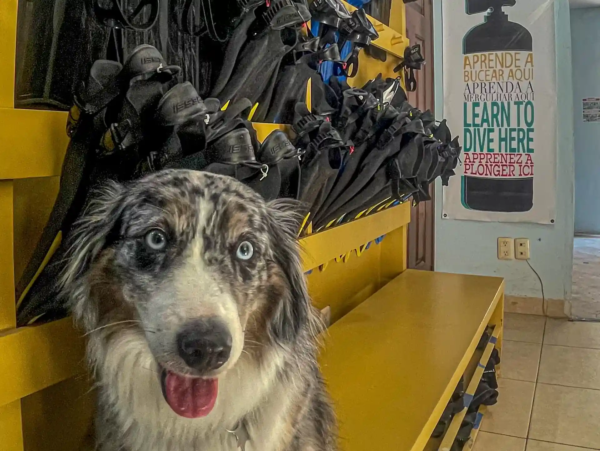Dive dog!