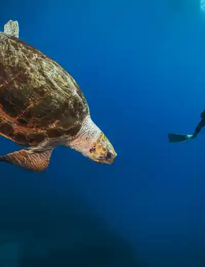 Picture: Dive & Snorkel with Sea Turtles