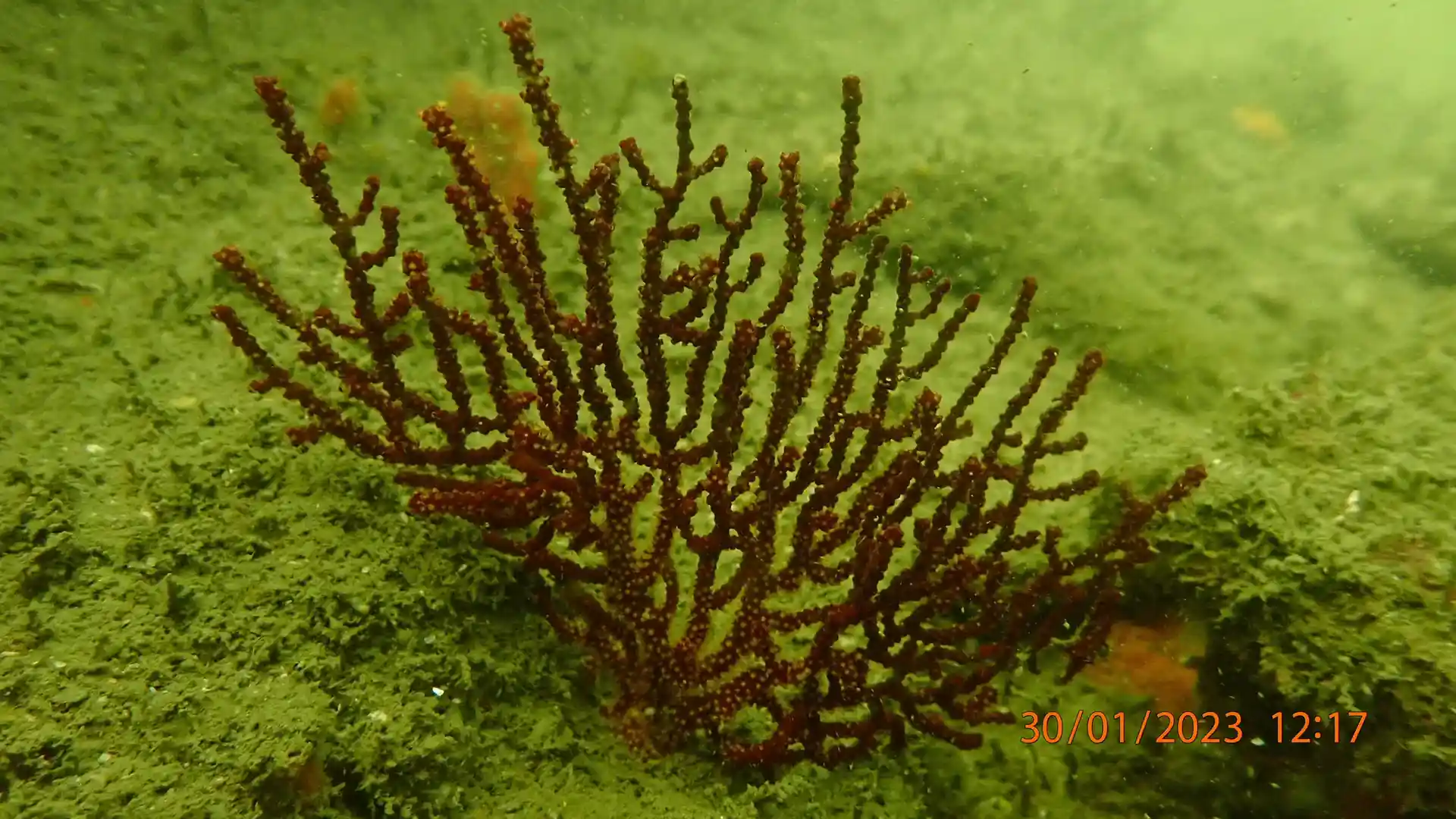 Dive site photo