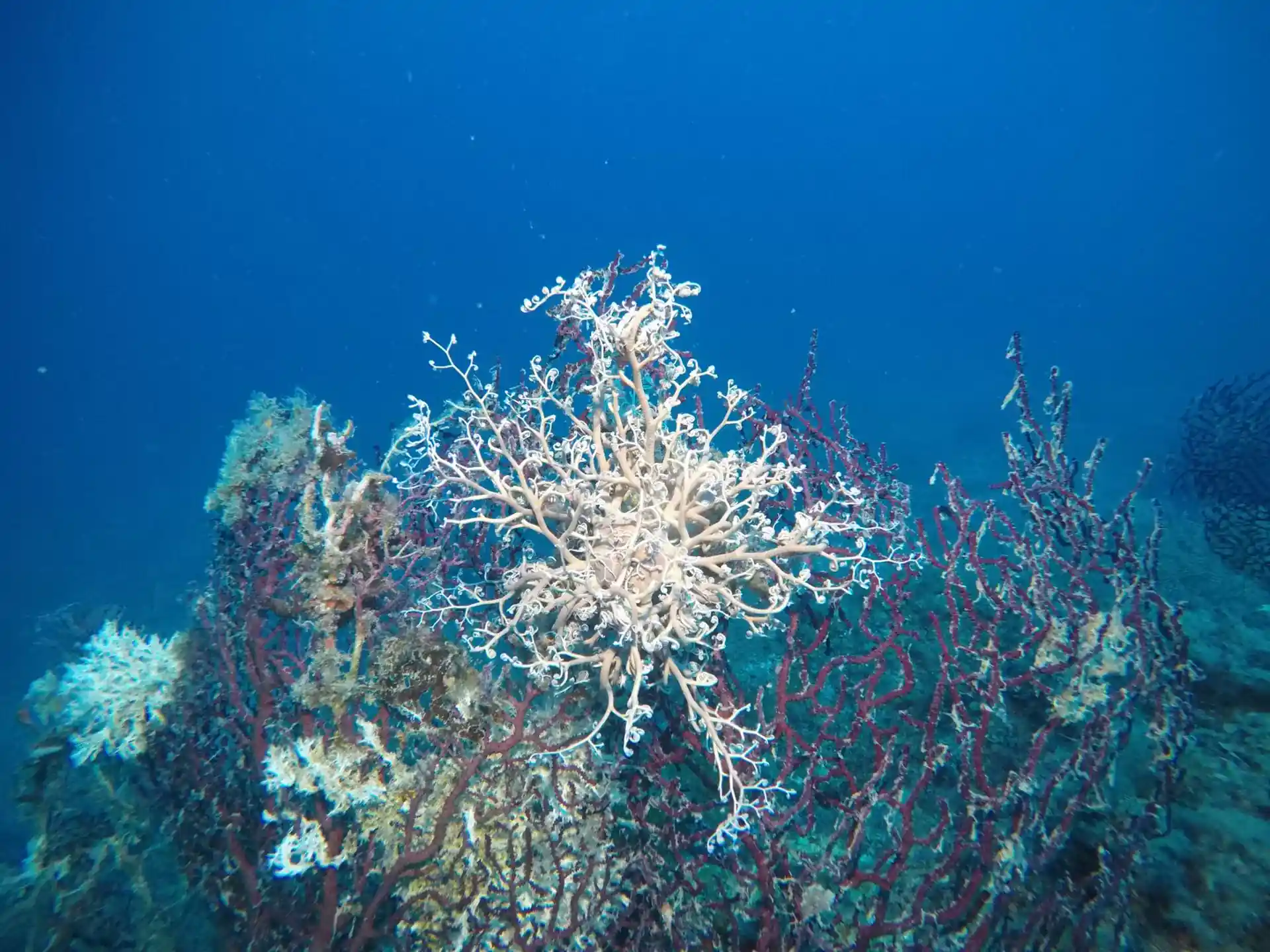 Dive site photo