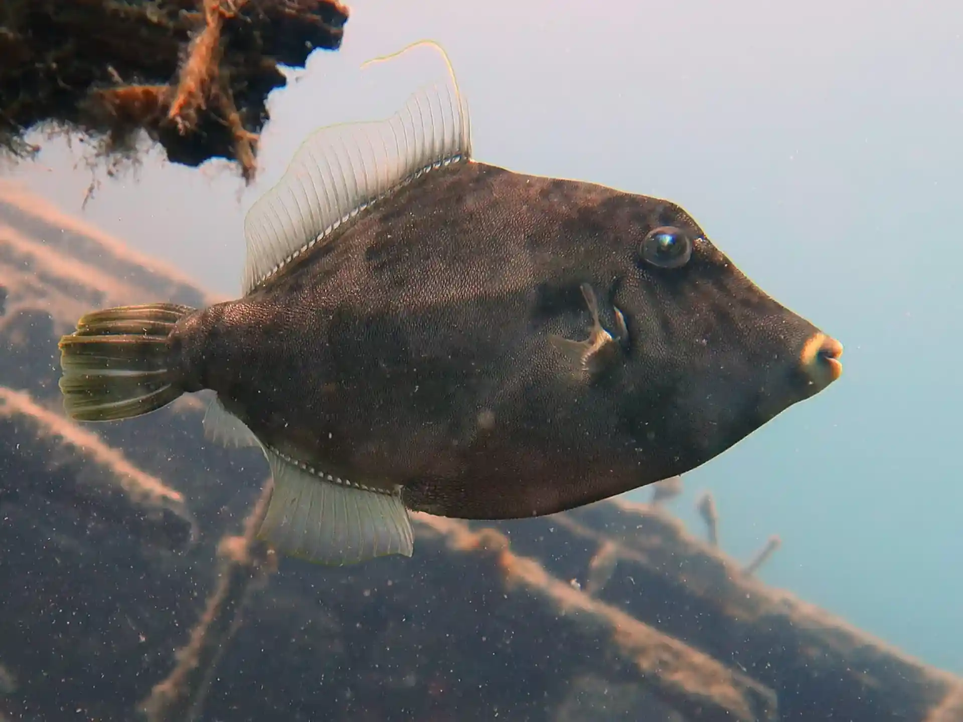 ダイビングサイトの写真