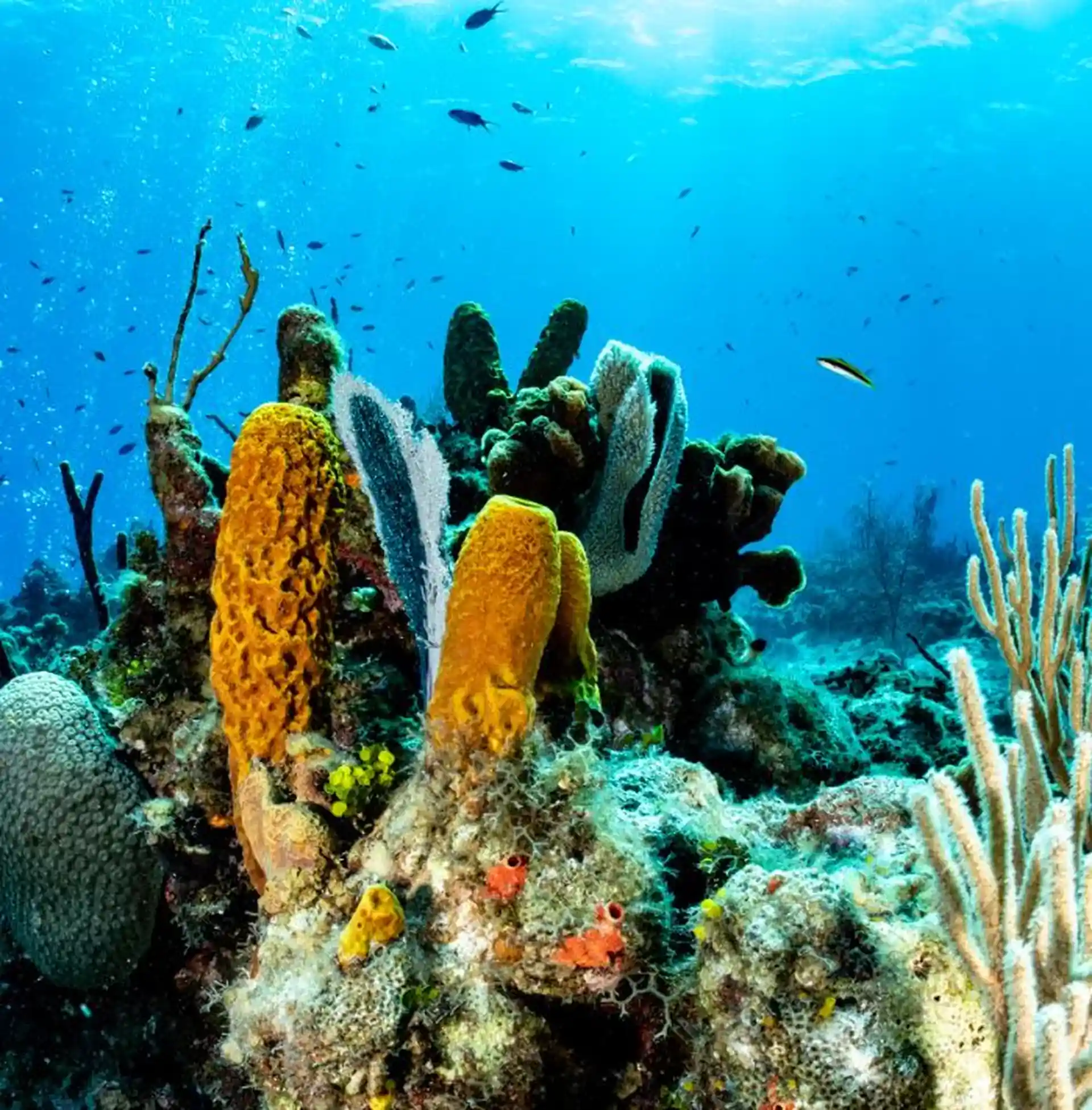 Photo du site de plongée