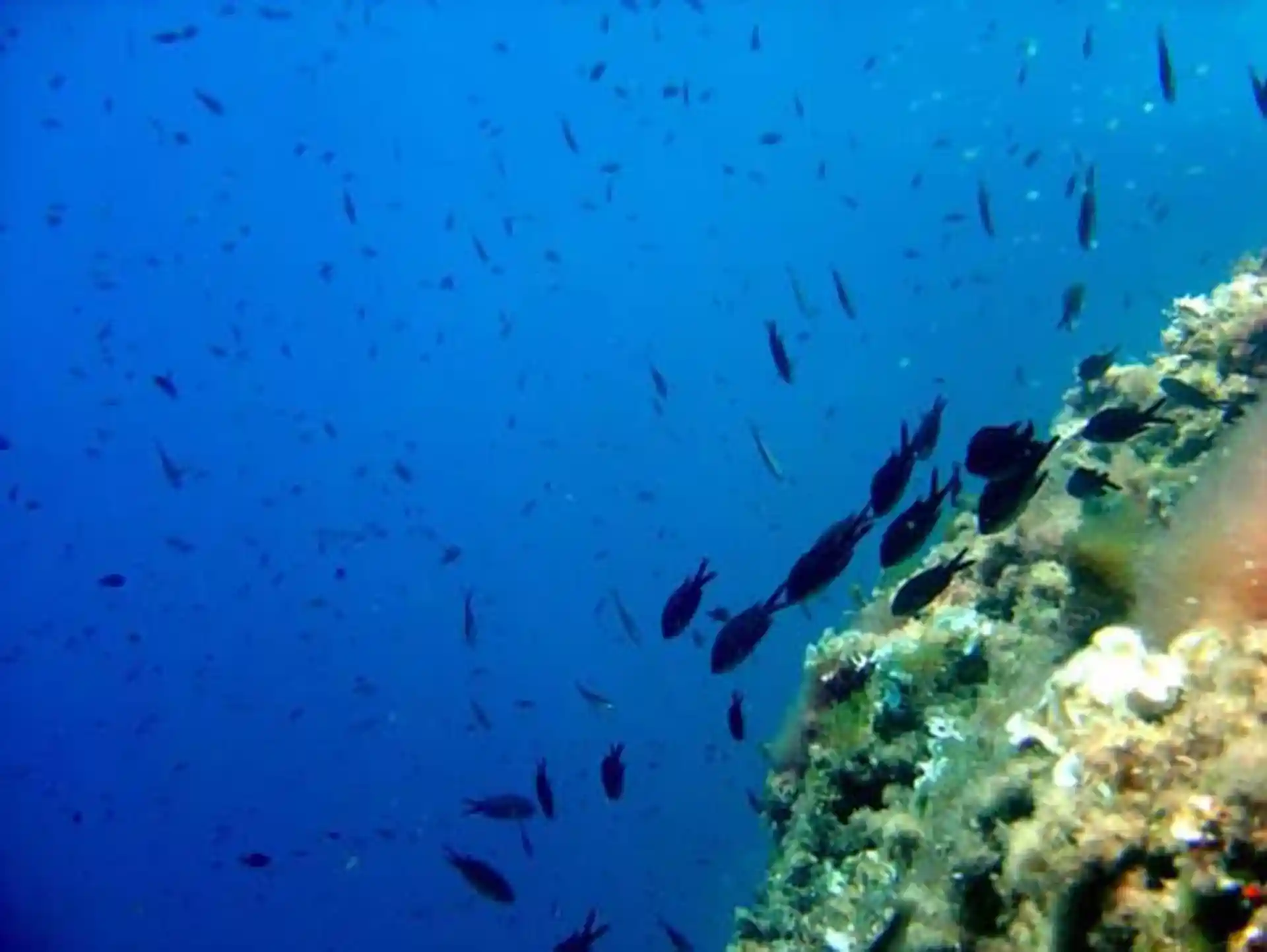 Dive site photo