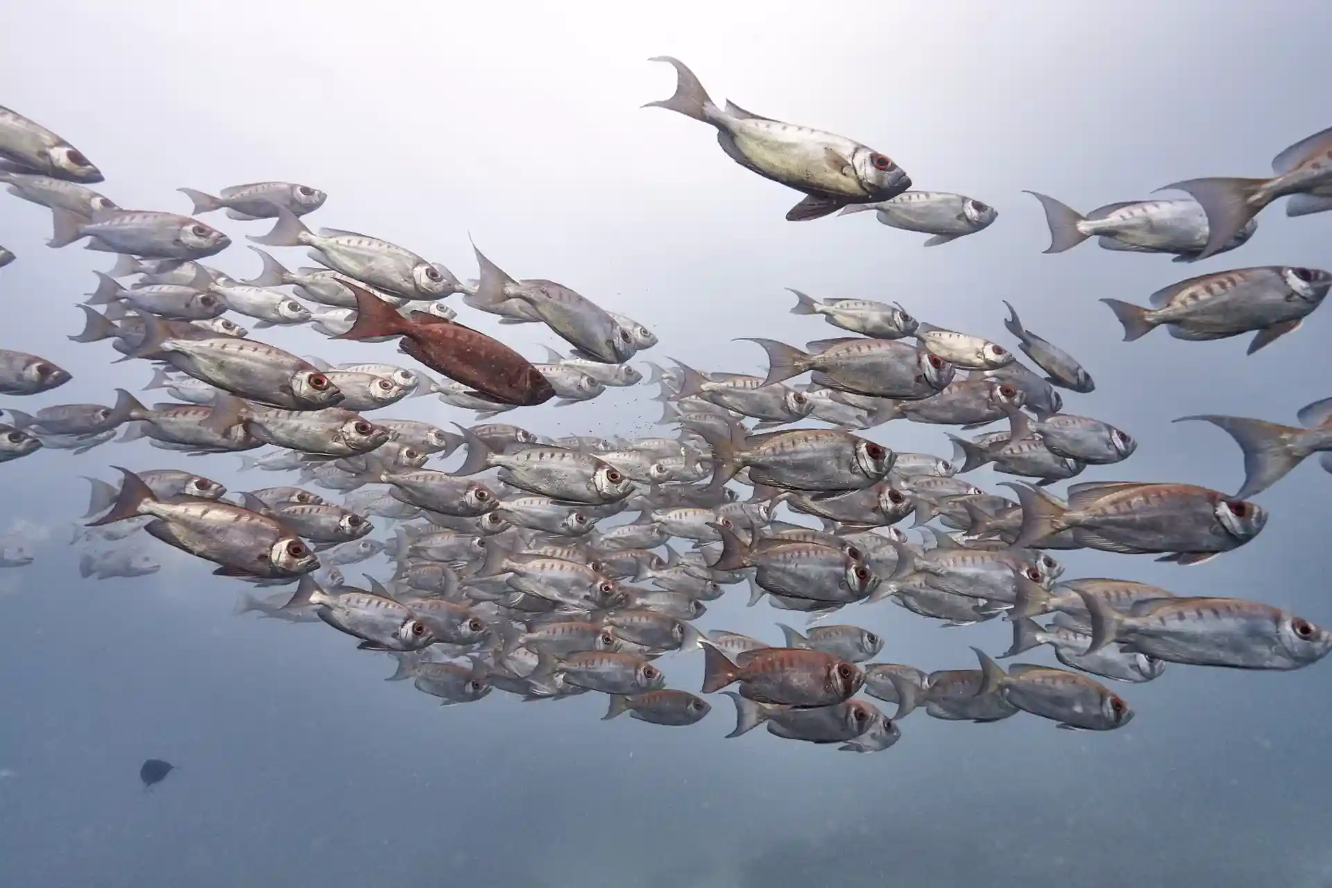 Dive site photo