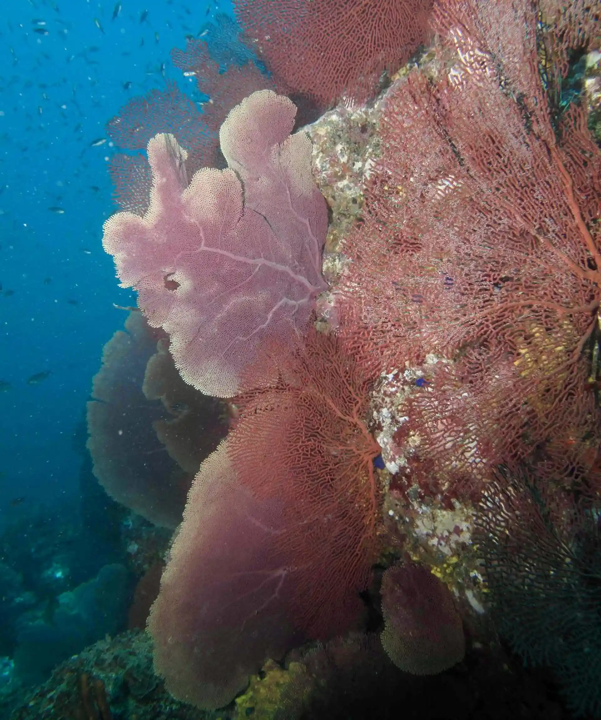 Dive site photo
