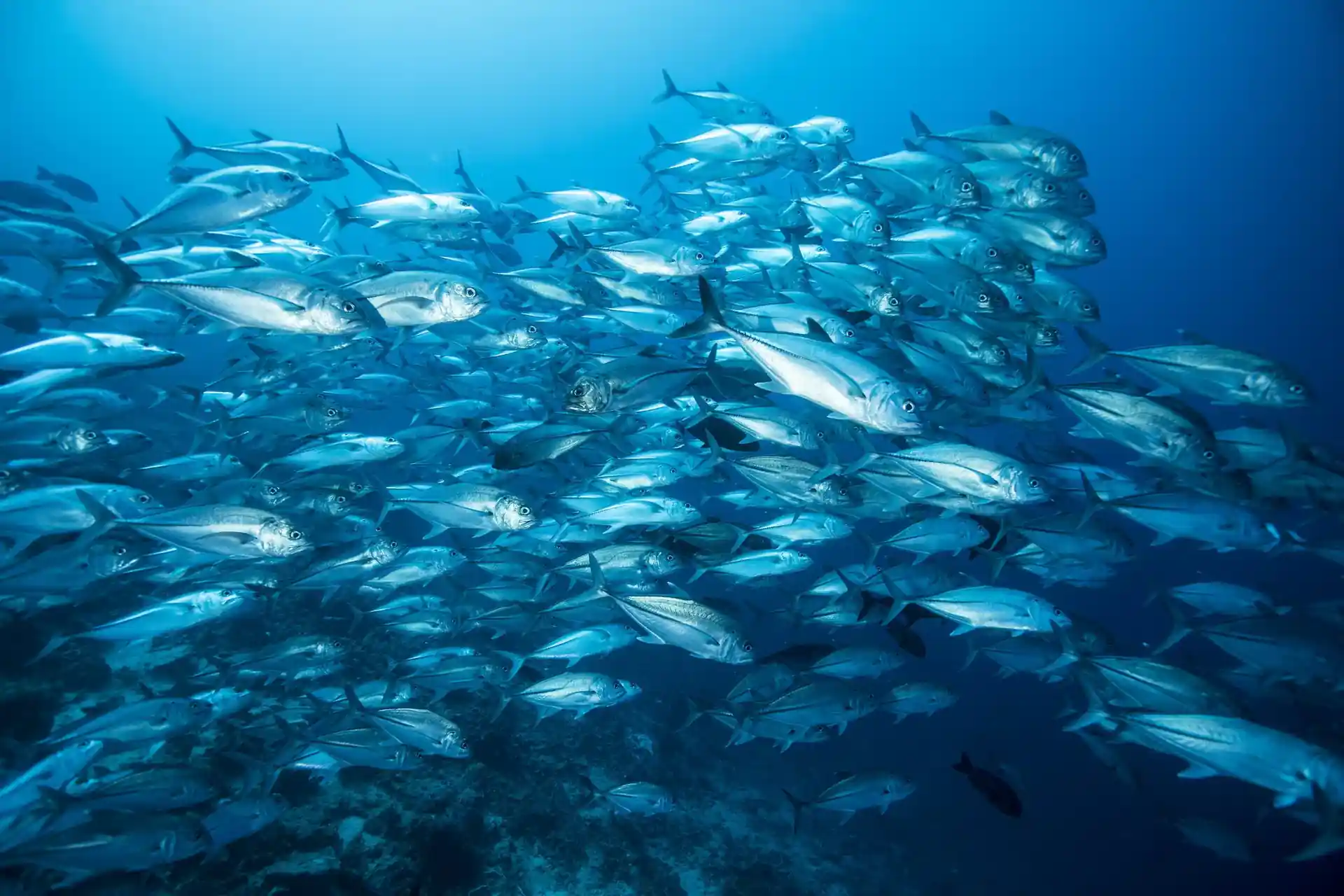 Dive site photo