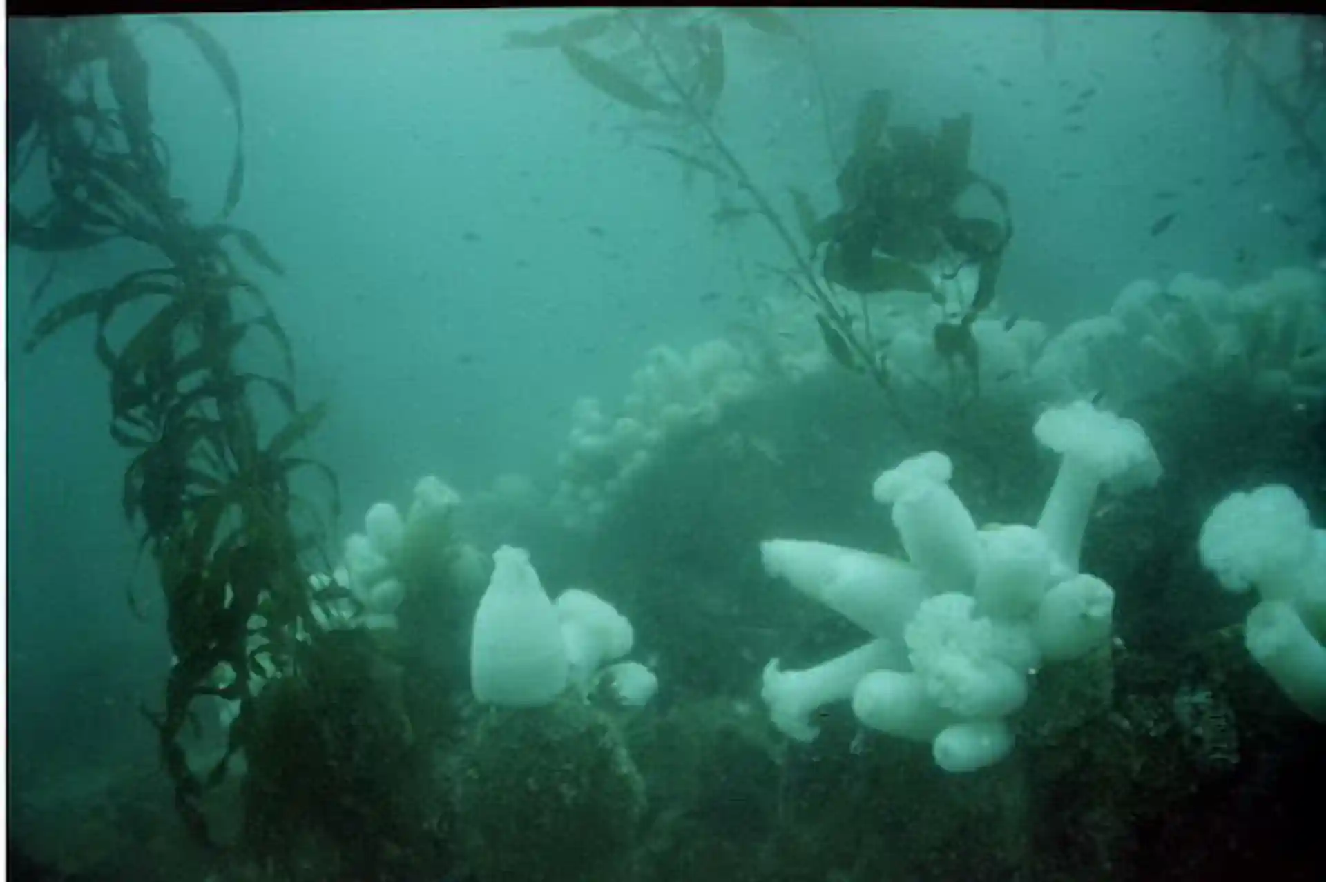 Dive site photo
