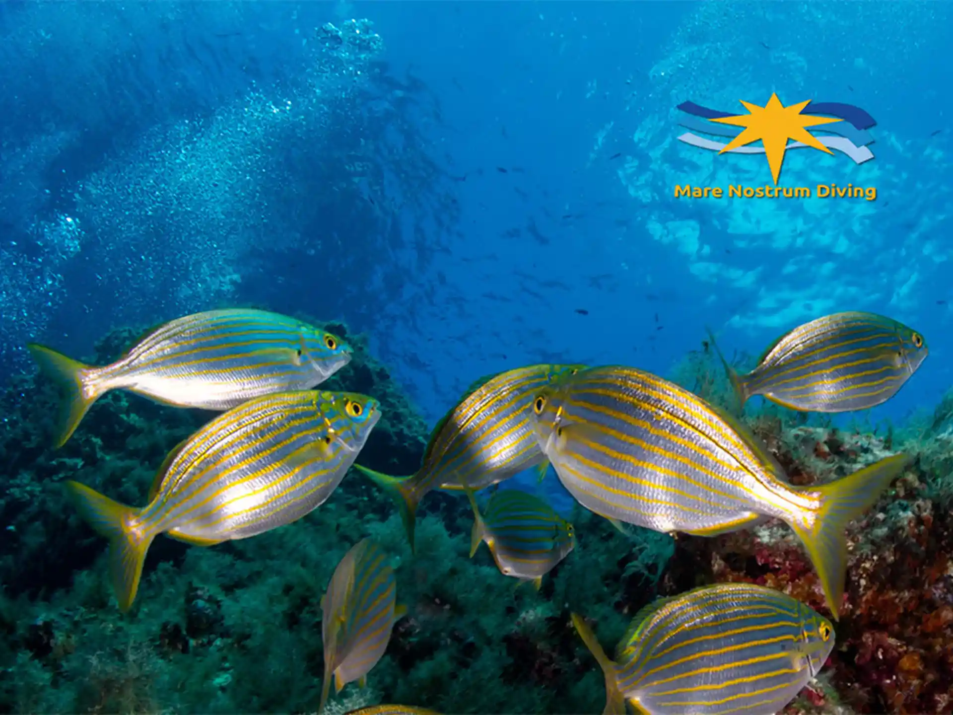 Das klare blaue Wasser ermöglicht es Ihnen, die Unterwasserwunder zu sehen.