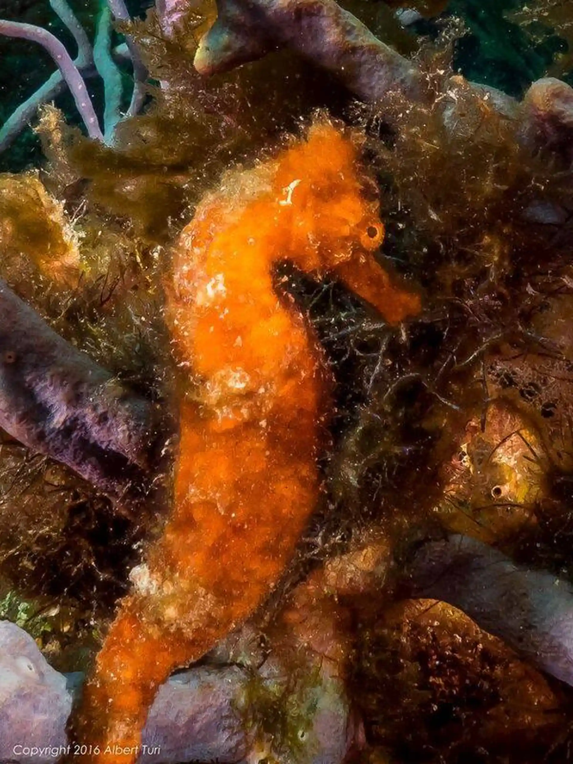 Foto des Tauchplatzes