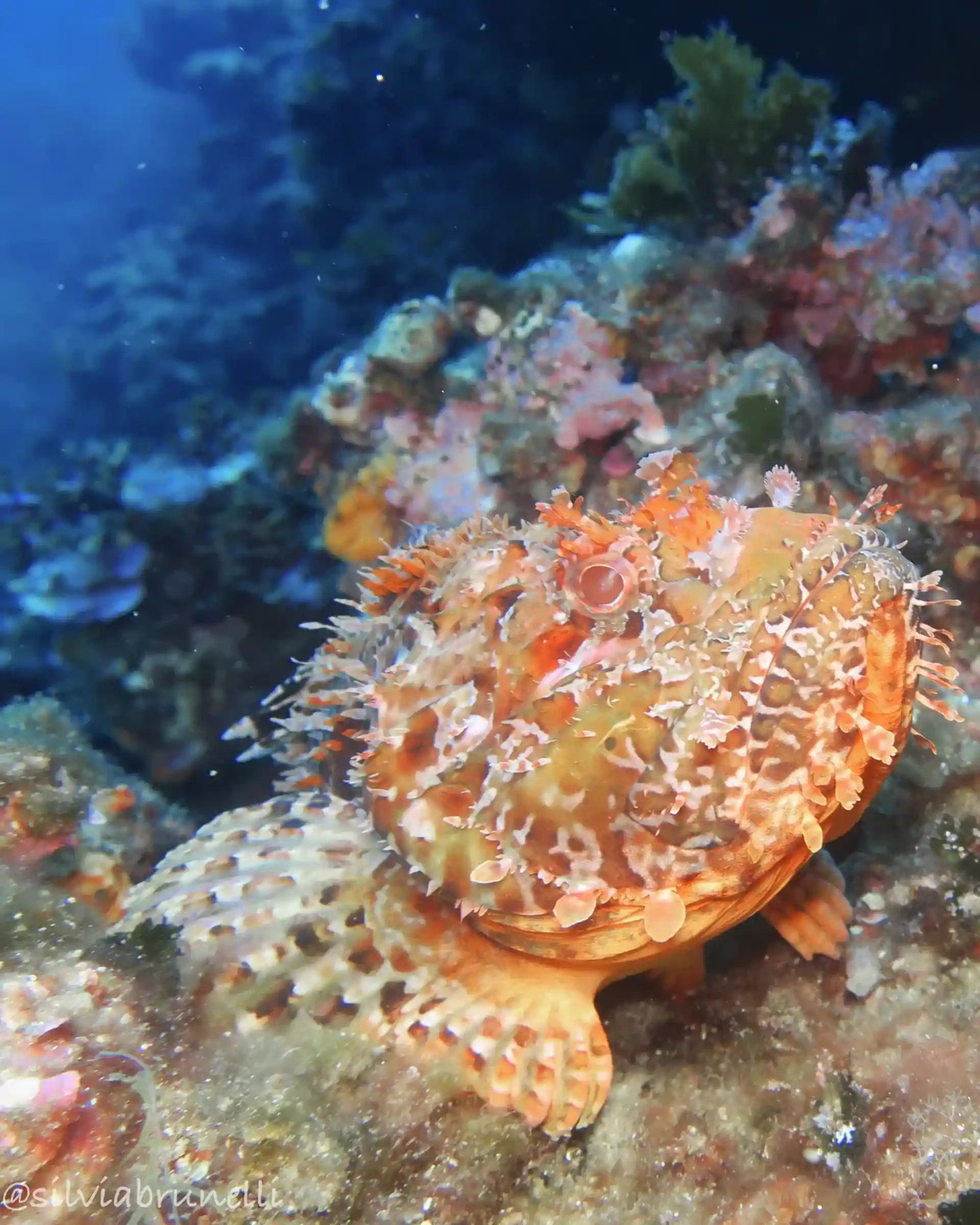 다이빙 포인트 사진