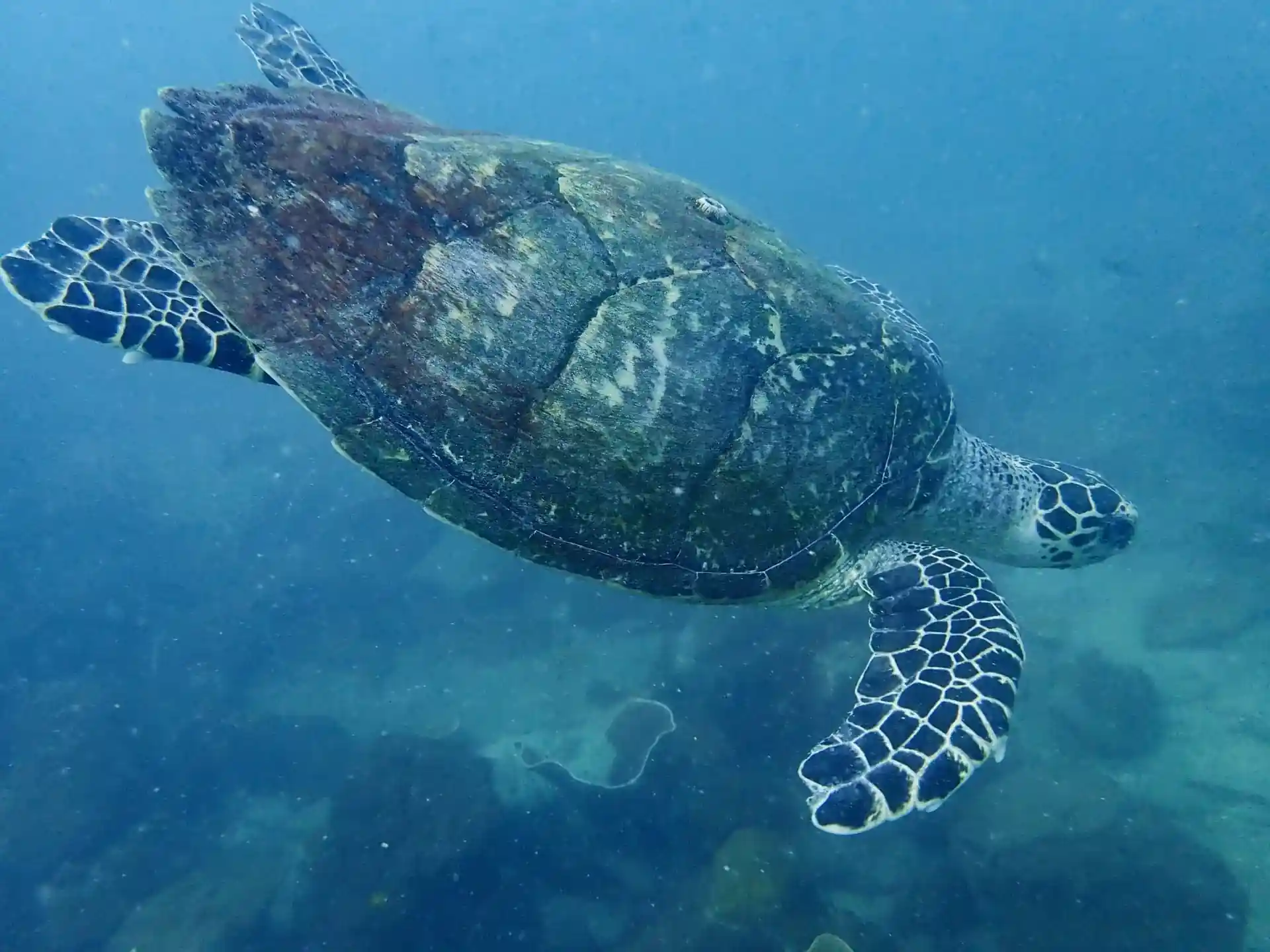 Foto van de duiklocatie