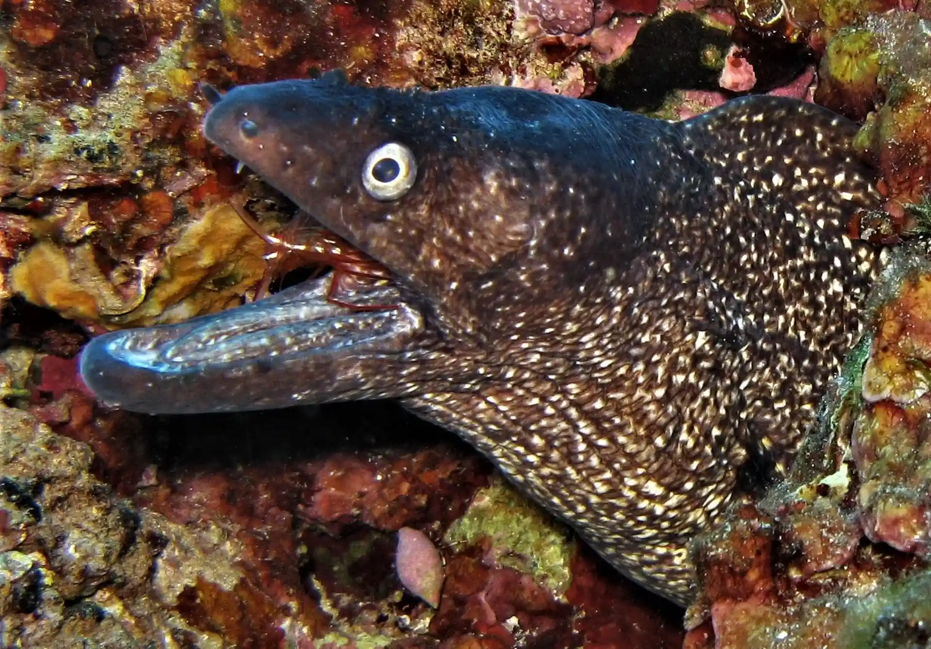 Photo du site de plongée