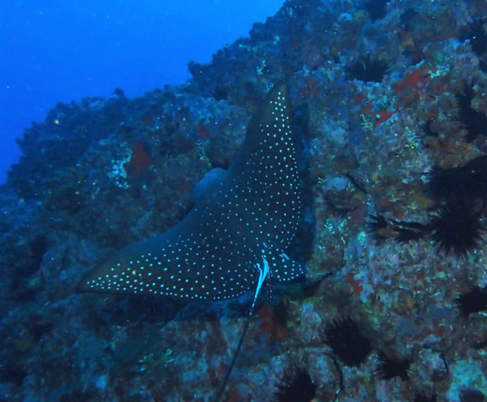 Dive site photo