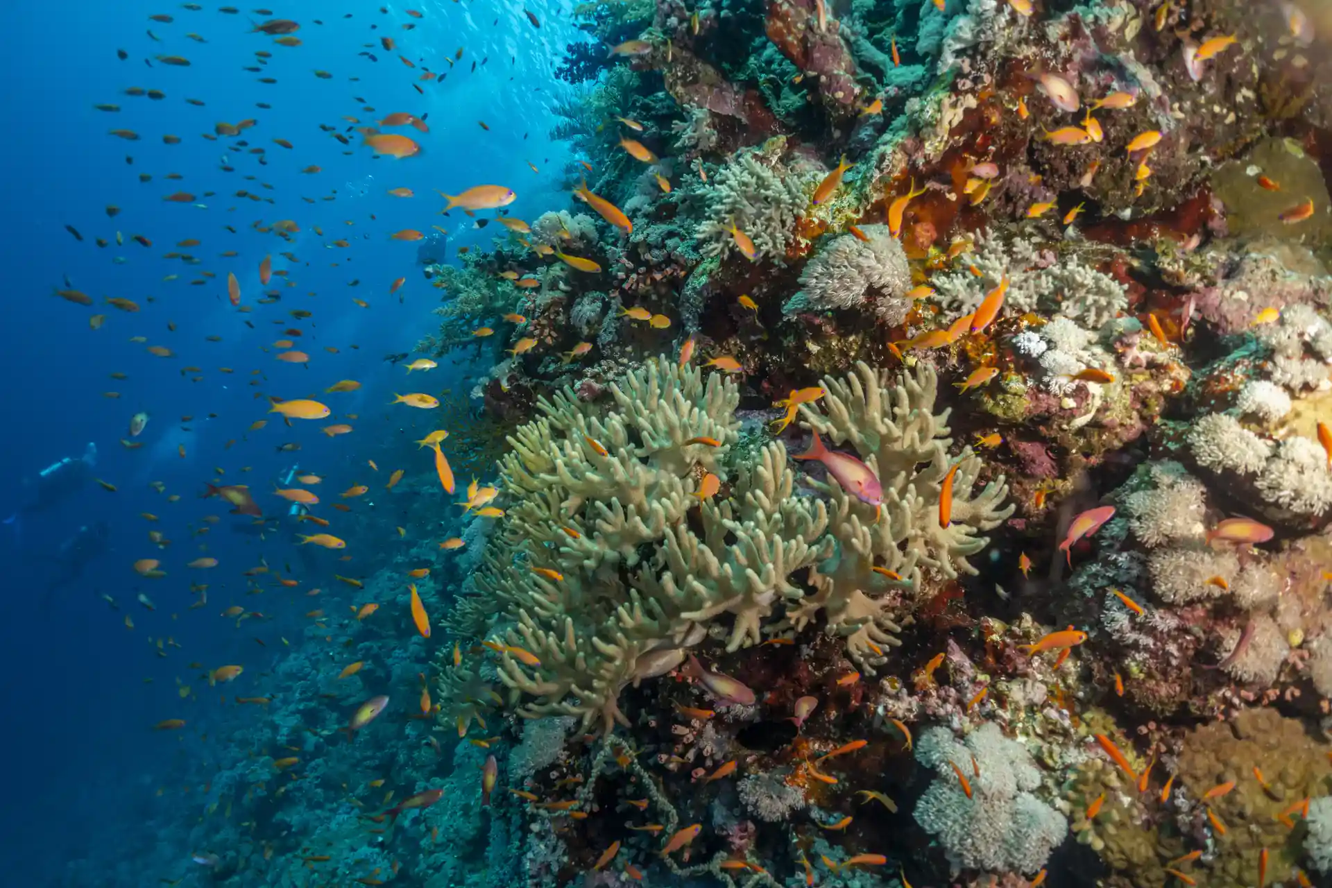 Dive shop photo