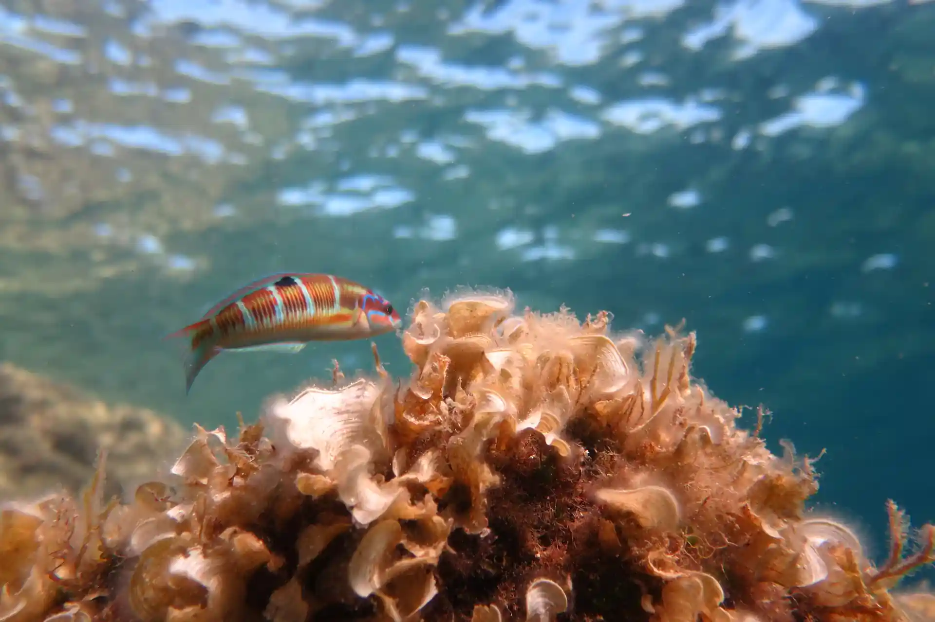 Colorful fish to be seen.