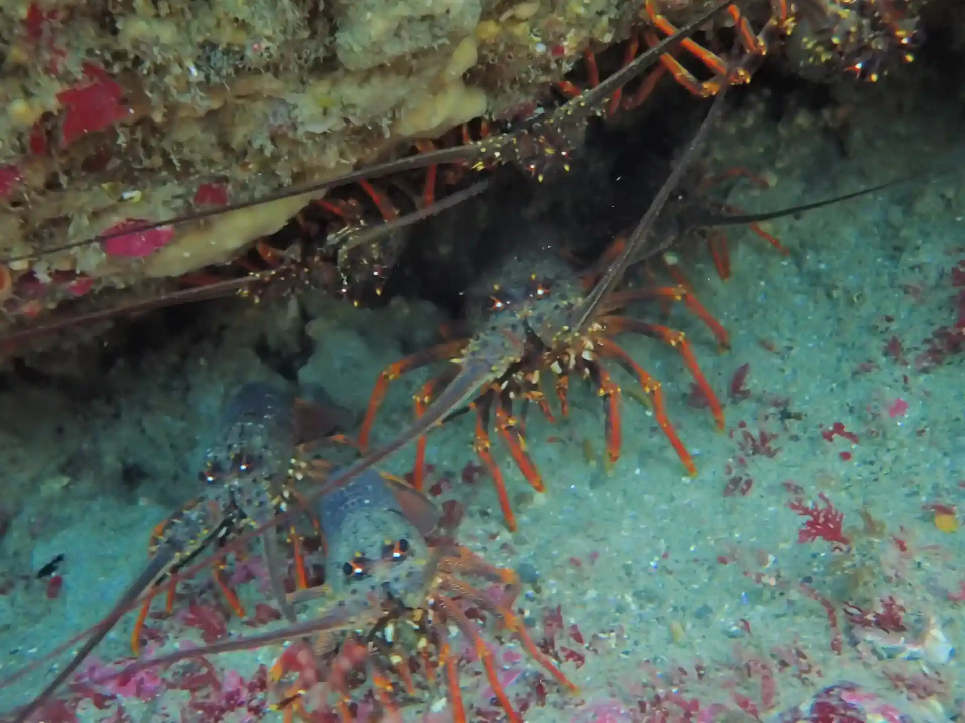 Dive site photo