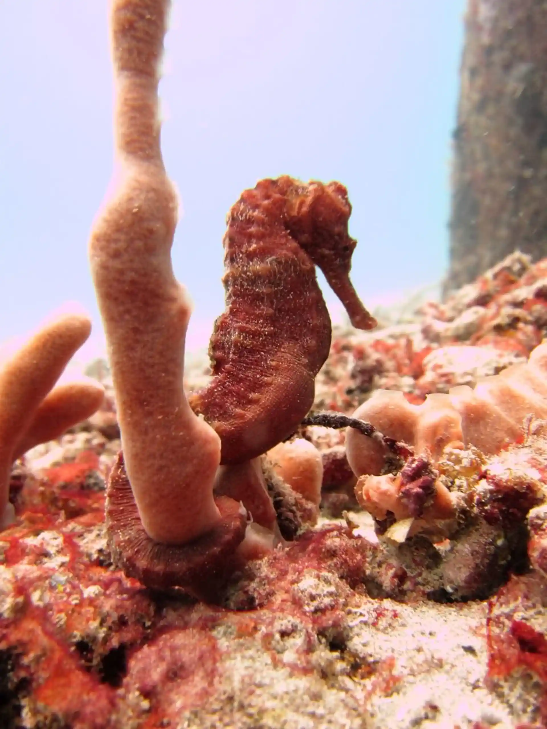 Photo du site de plongée