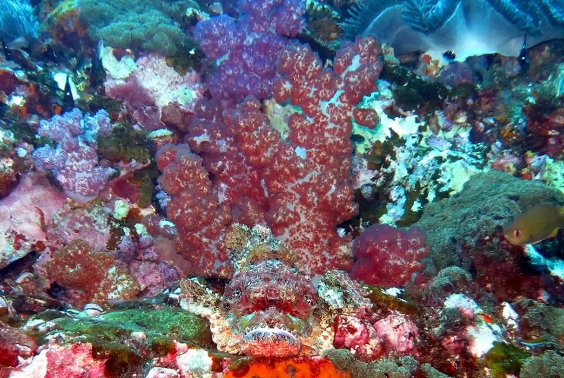 Dive shop photo