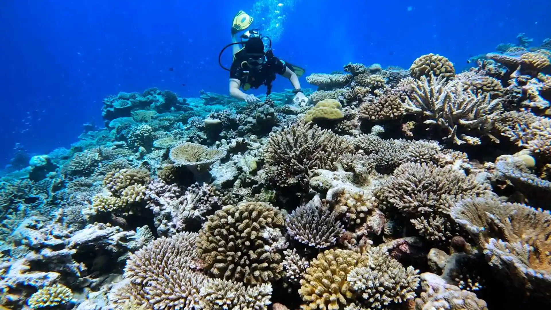 Photo du site de plongée