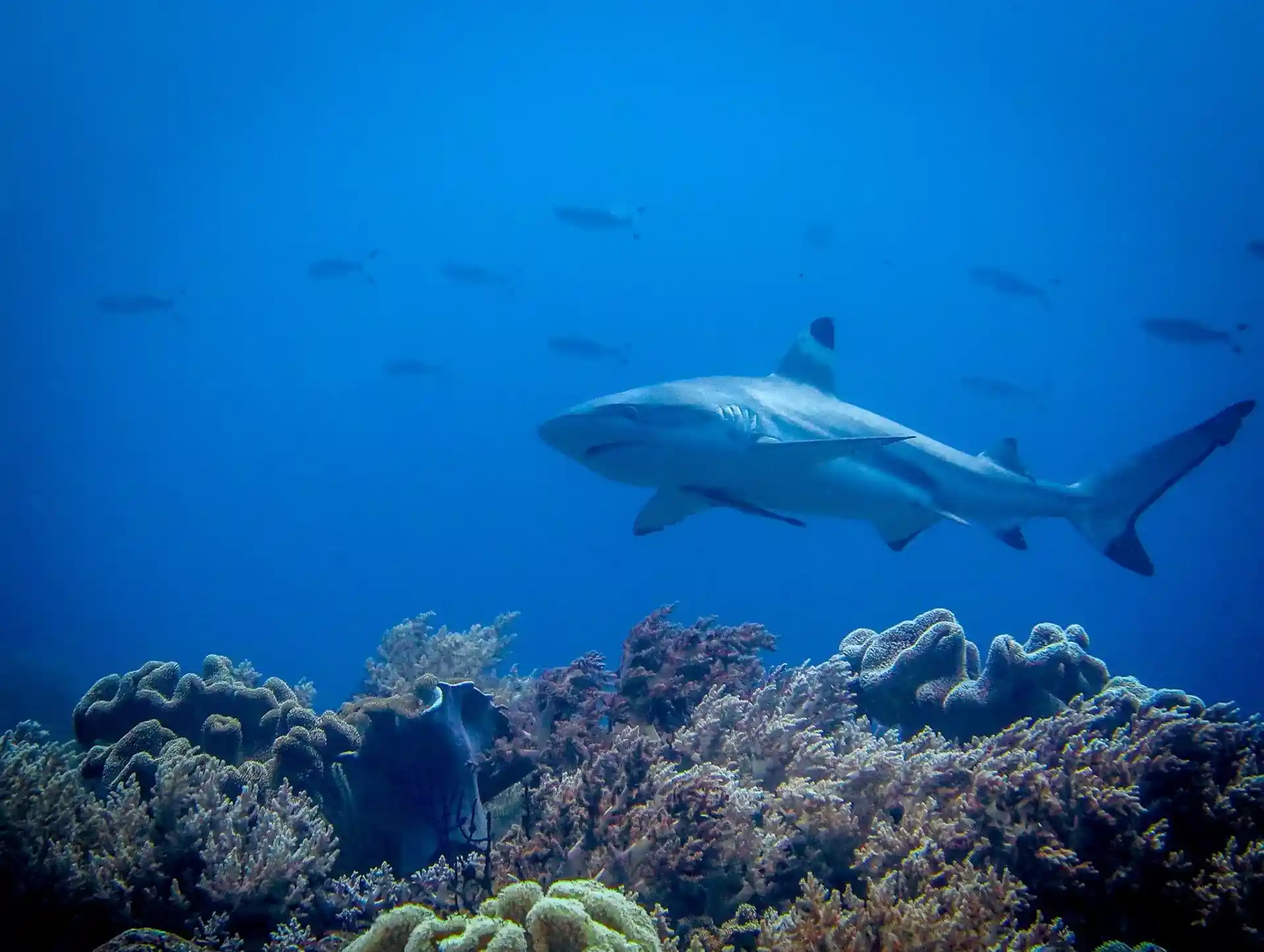 Dive site photo