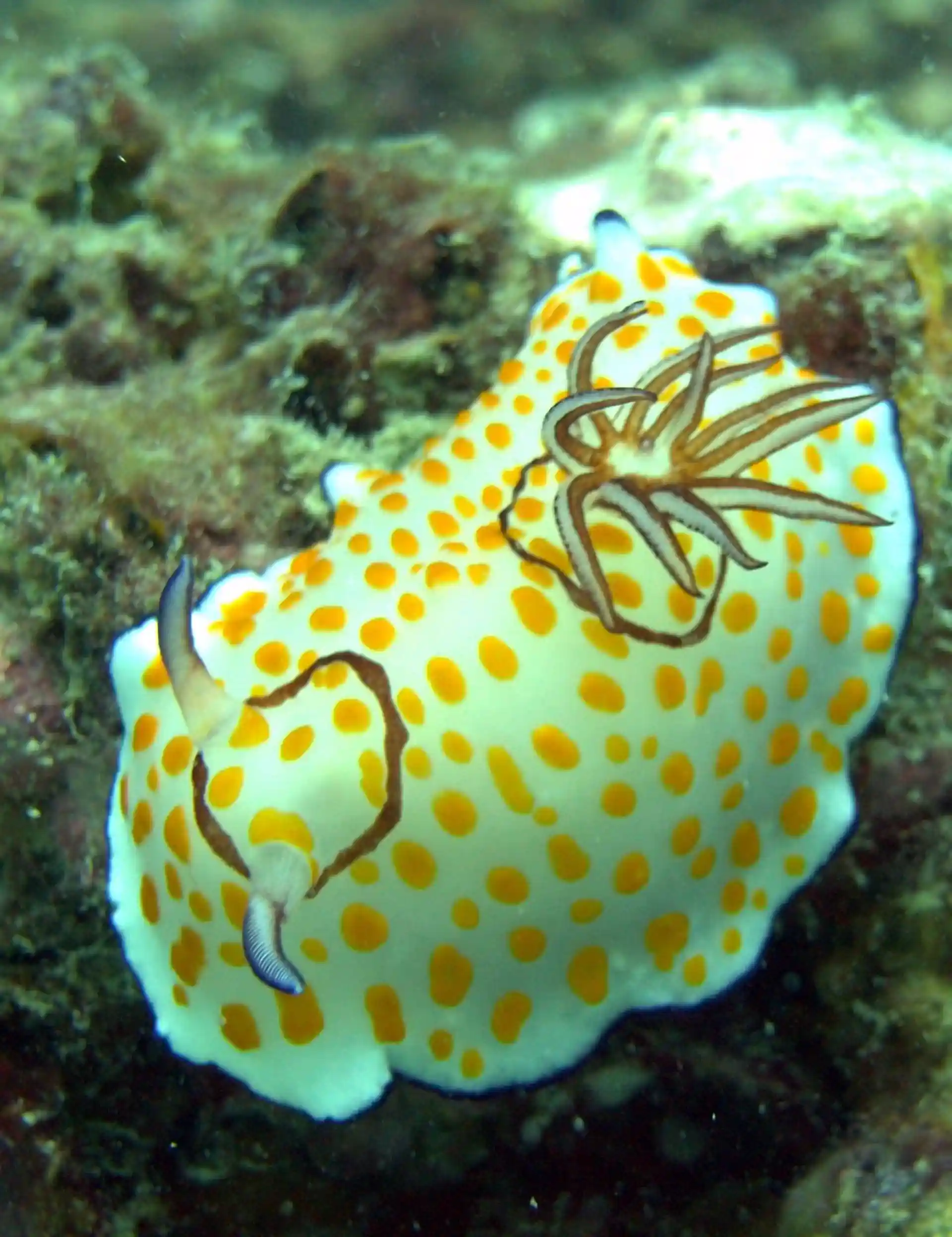 Foto del sitio de buceo