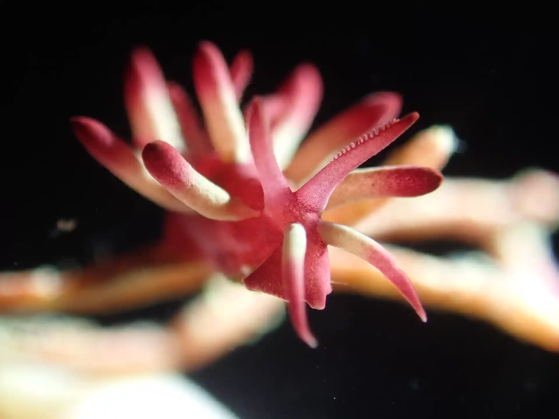 Discover rare and colorful nudibranchs guided by Alfie’s expert eyes.