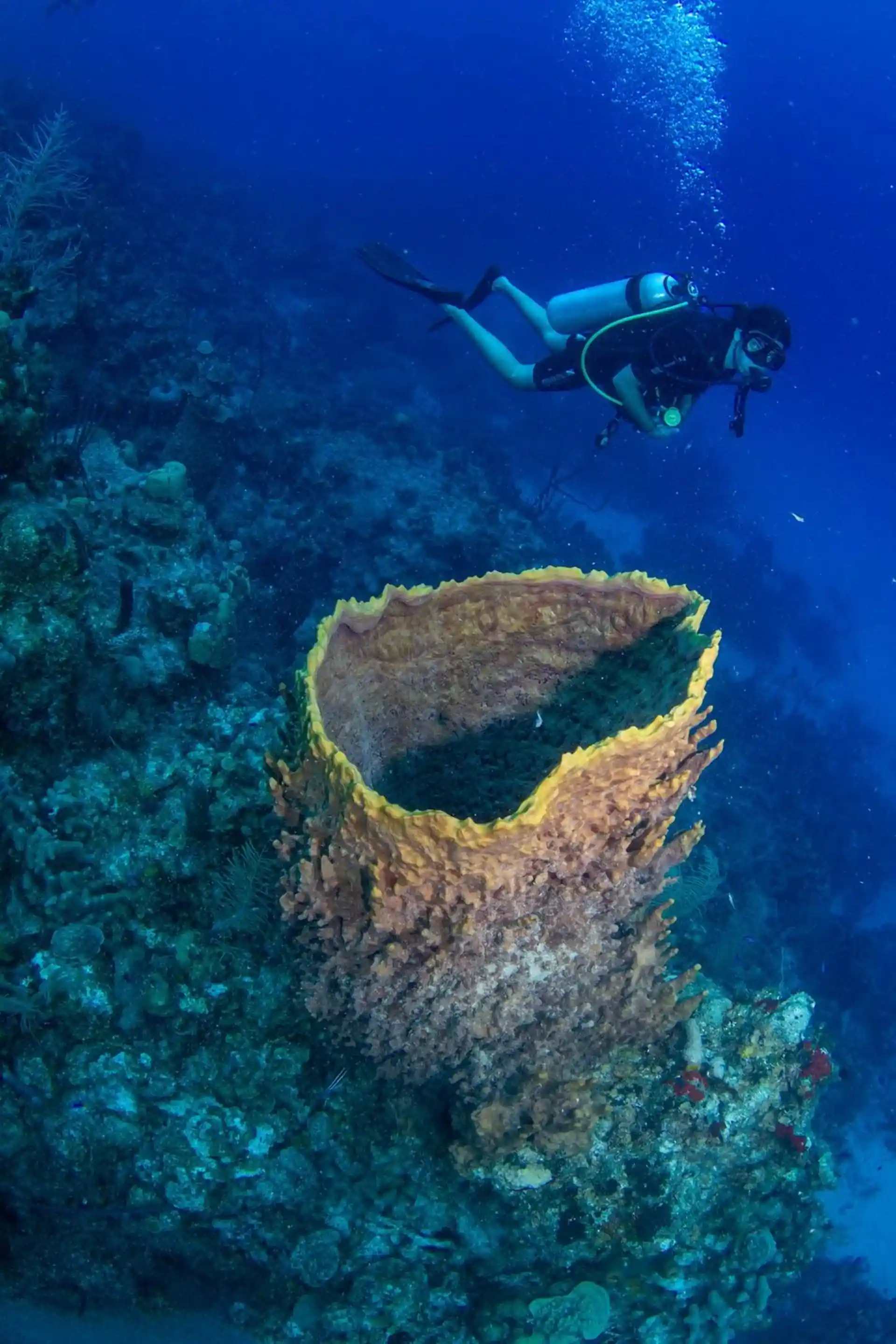 Dive site photo