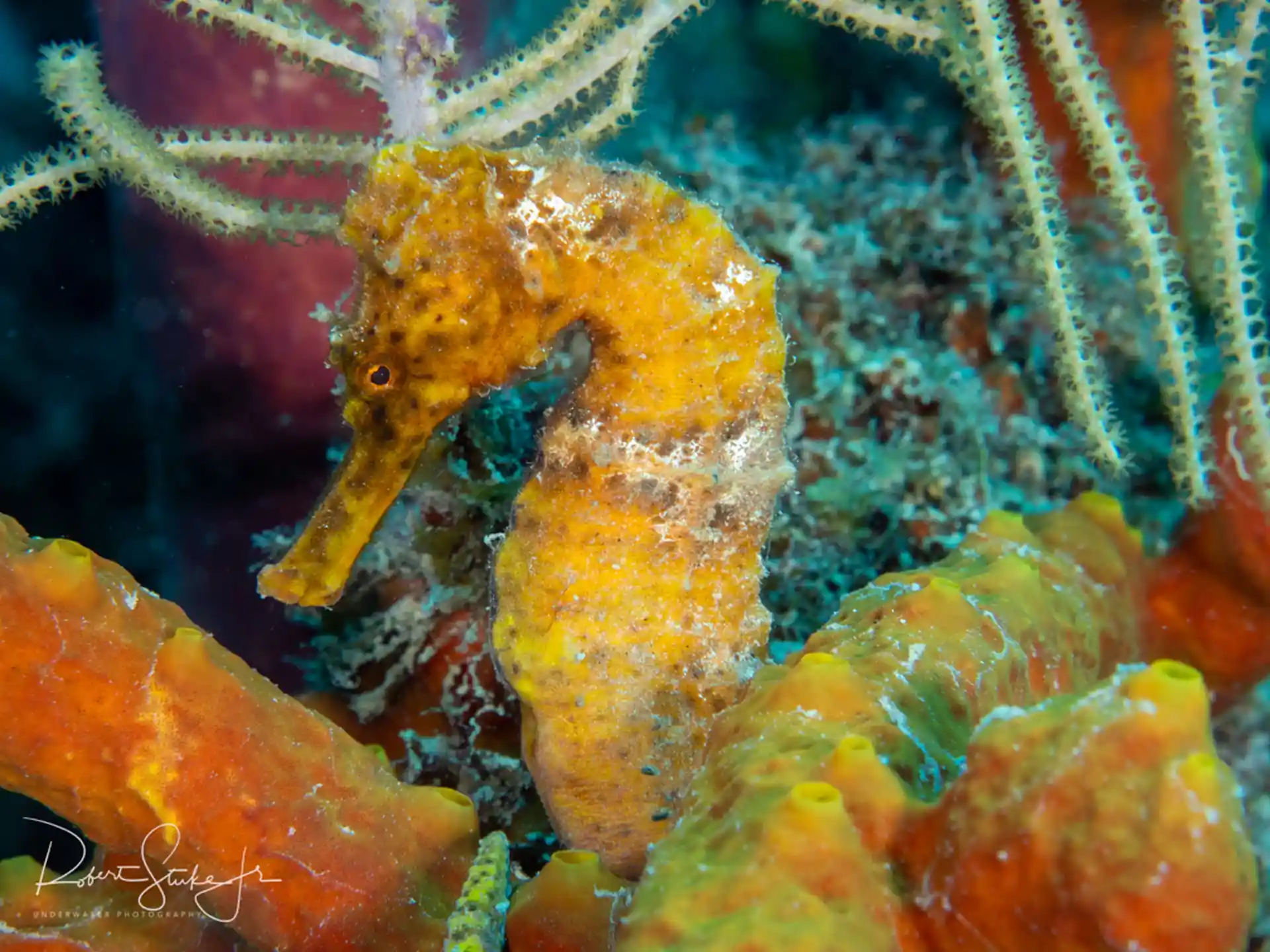 Dive shop photo