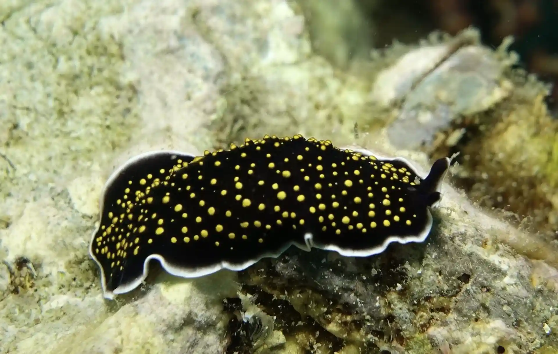 ダイビングサイトの写真