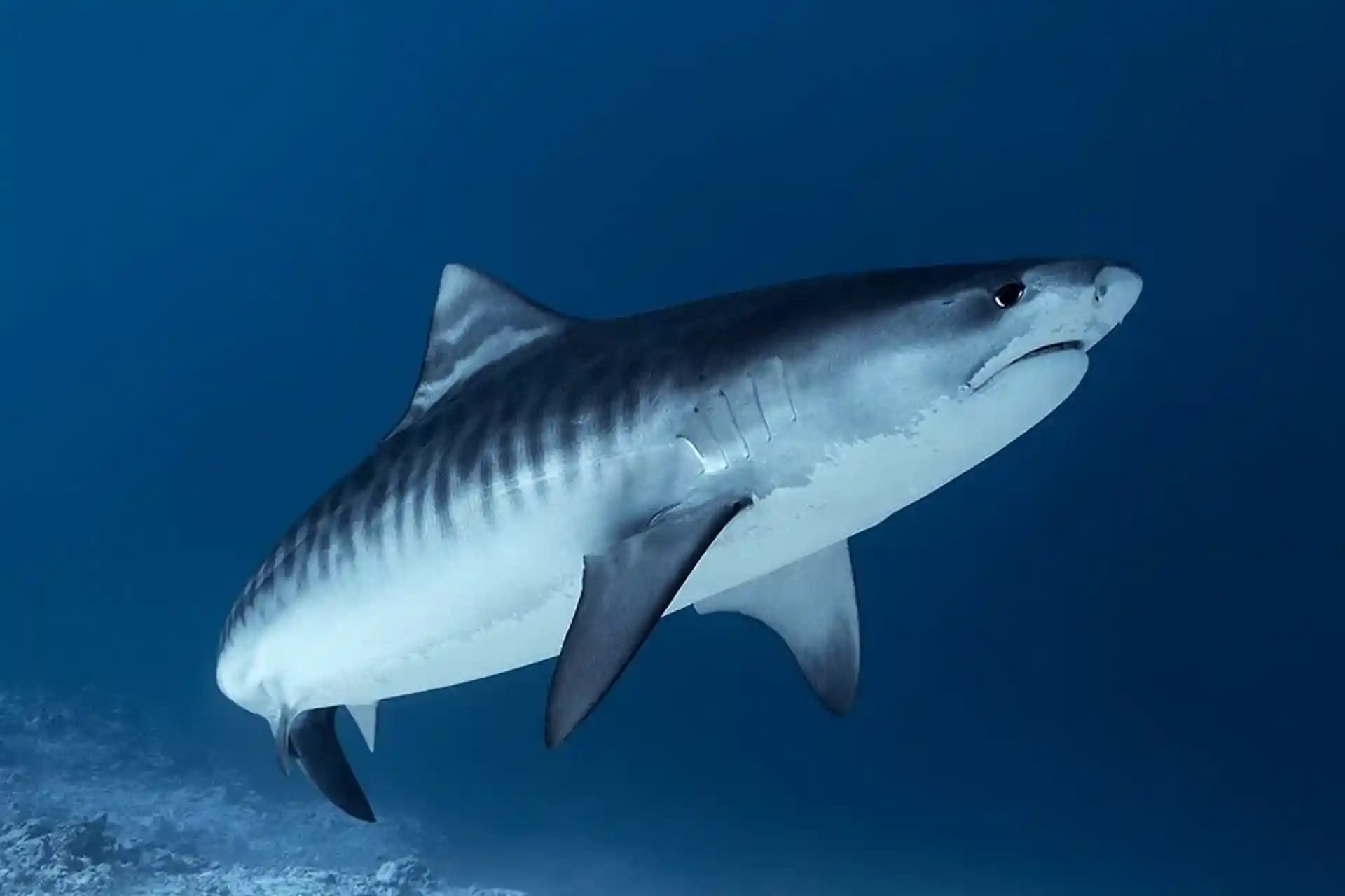 Dive site photo