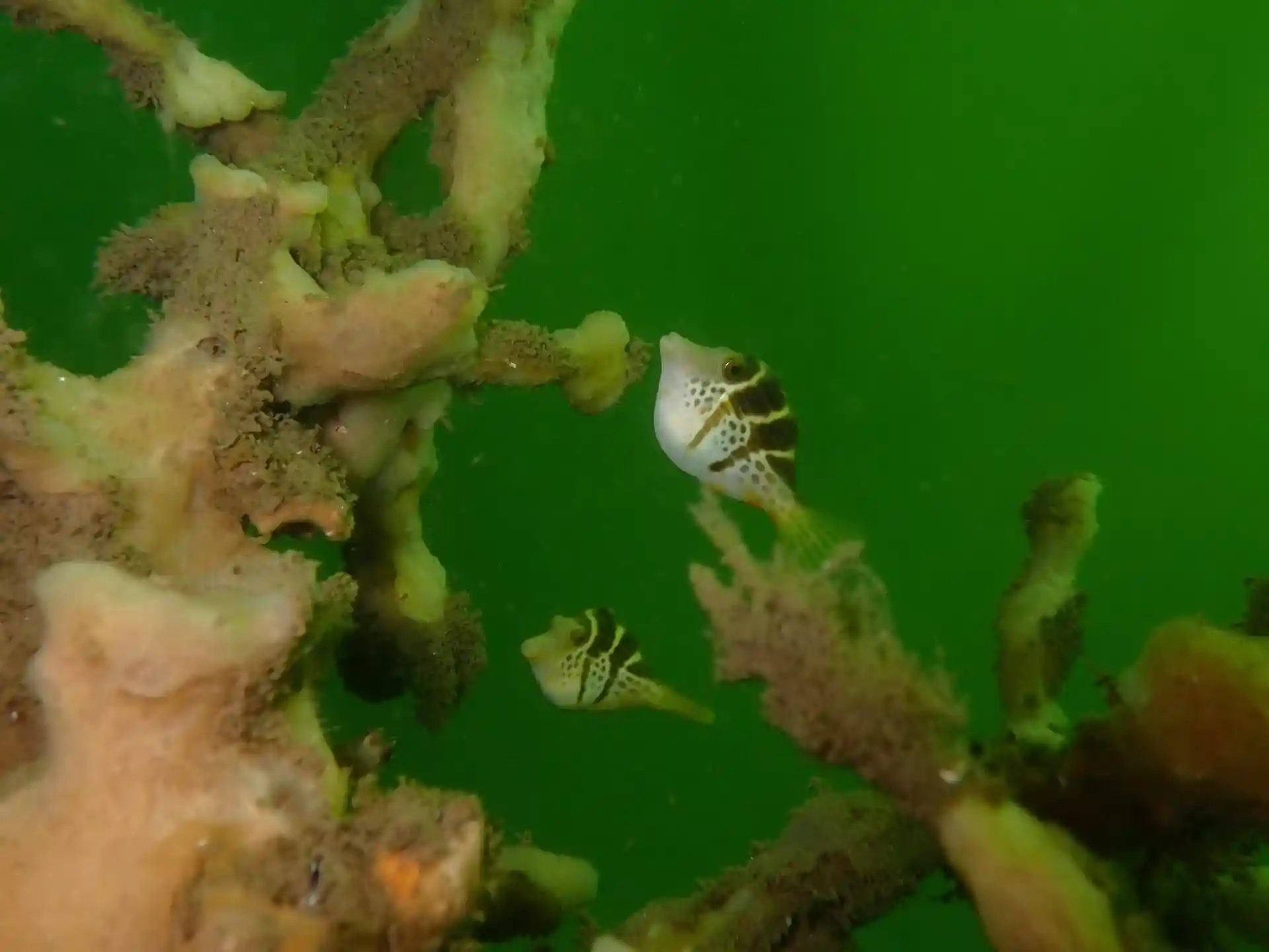 Dive site photo