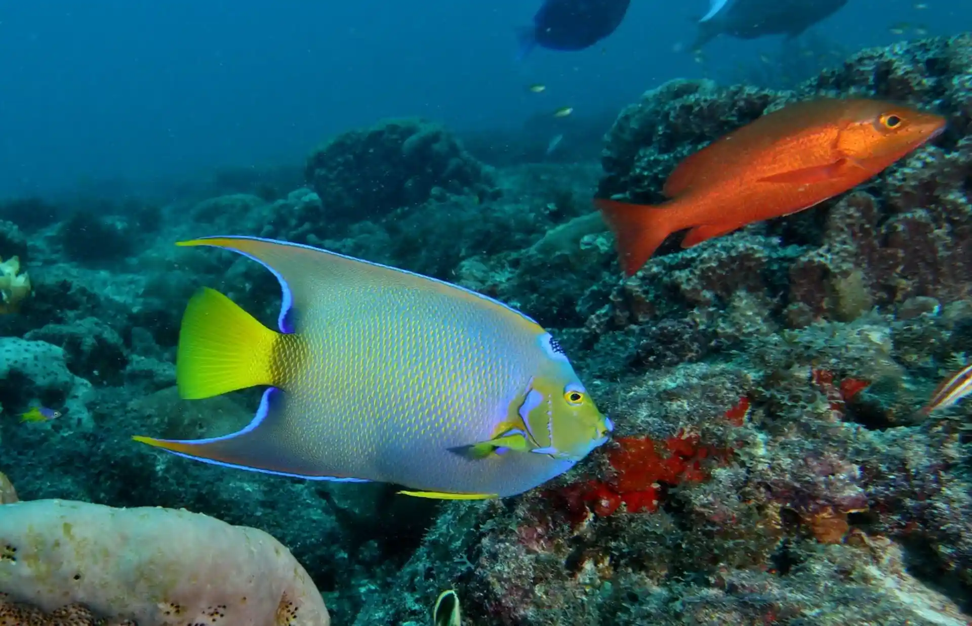 Dive site photo