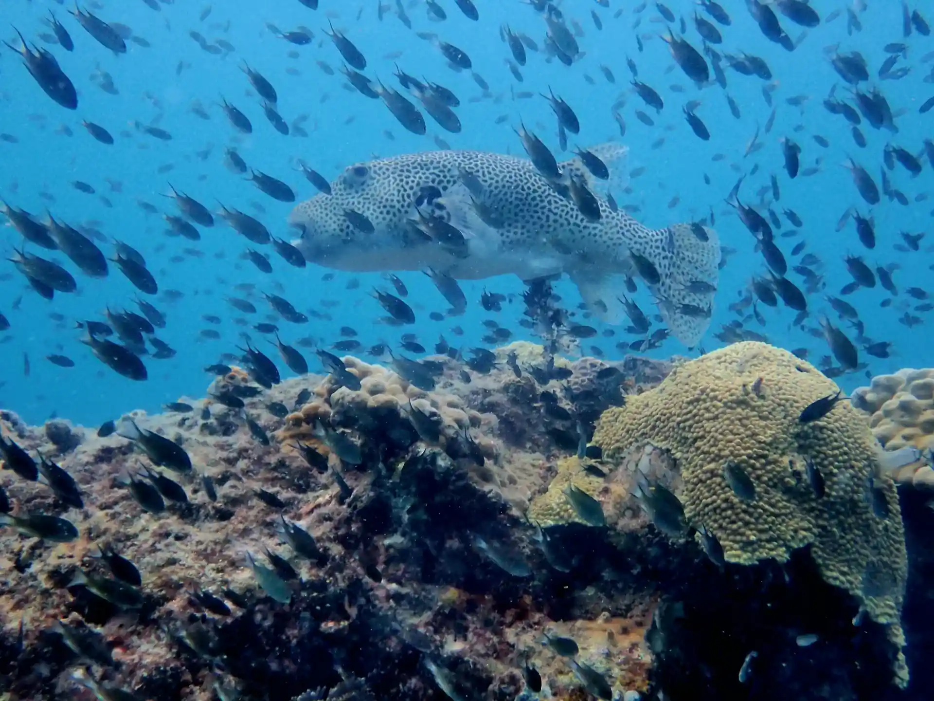 Dive site photo