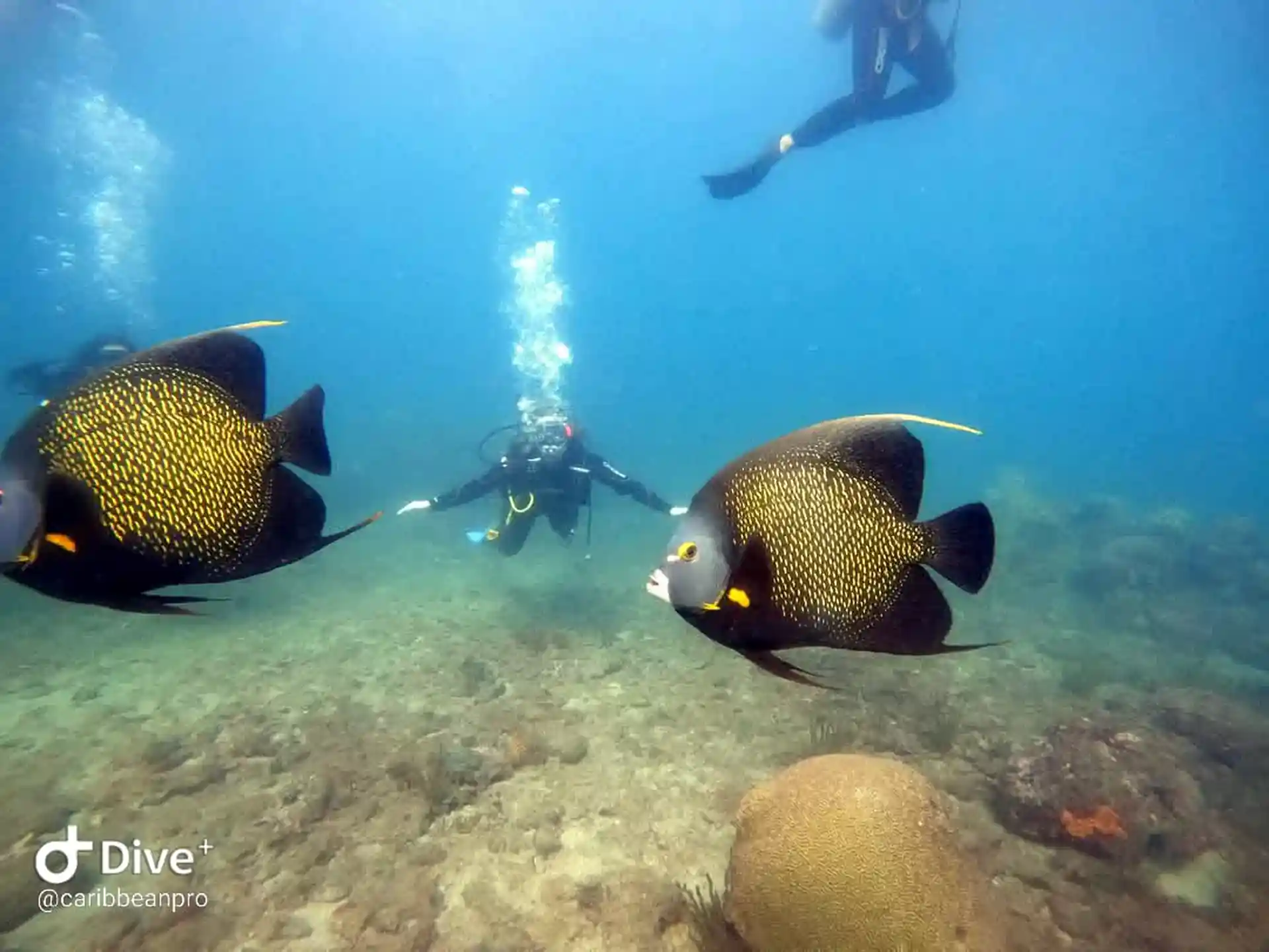 ¡Sé un héroe del océano, empieza hoy!

No solo bucees… ¡marca la diferencia!