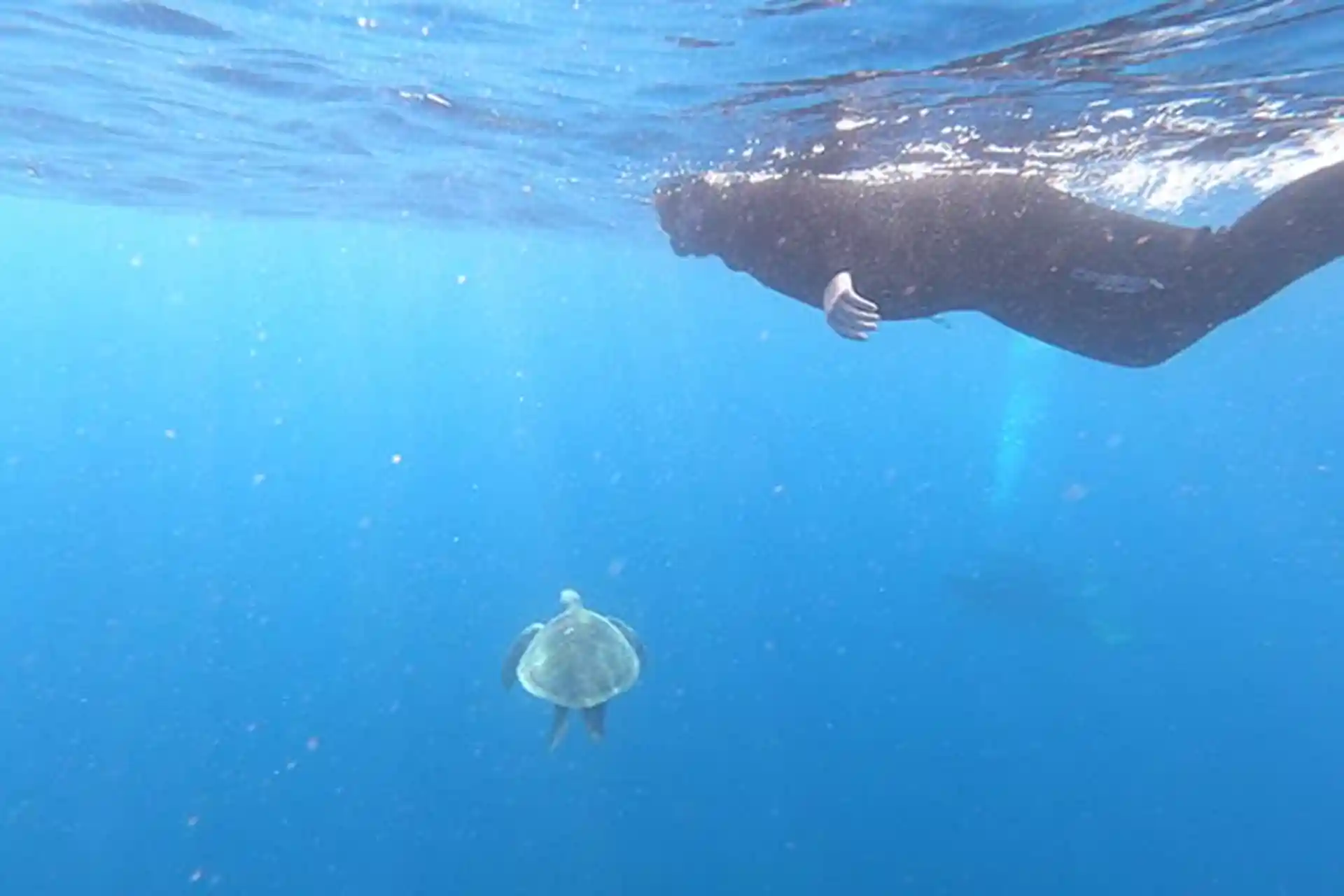 Snorkeling nella zona di Palm Mar, qui puoi nuotare con le tartarughe