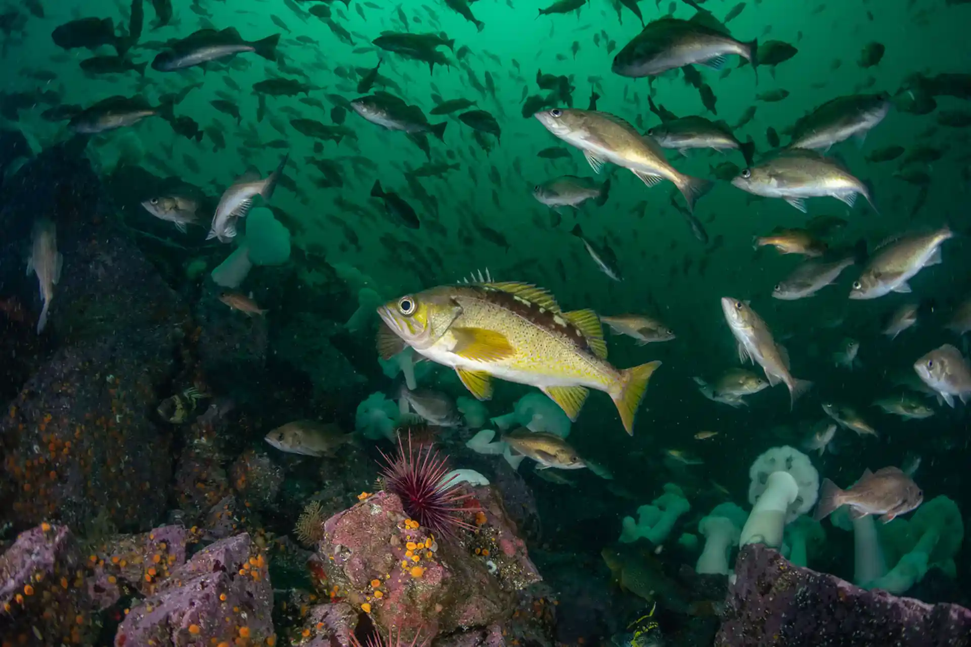 Image taken by Tiare Boyes https://www.tiareboyes.com/