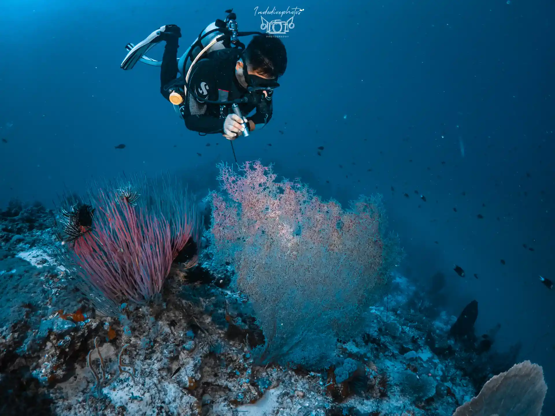 Looking for pygmy seahorse