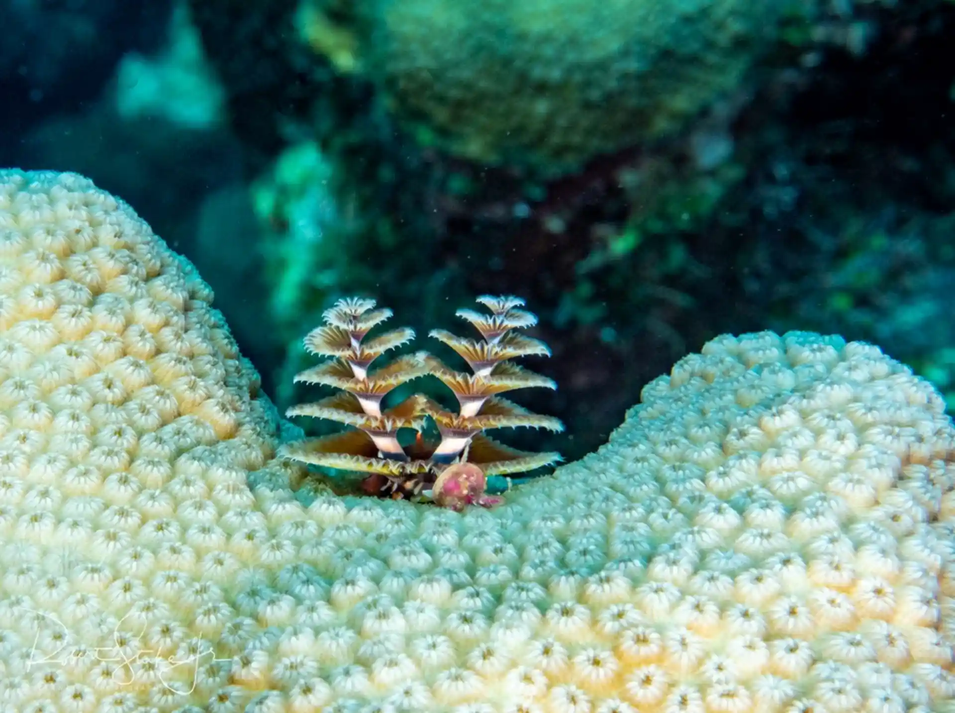 Dive shop photo