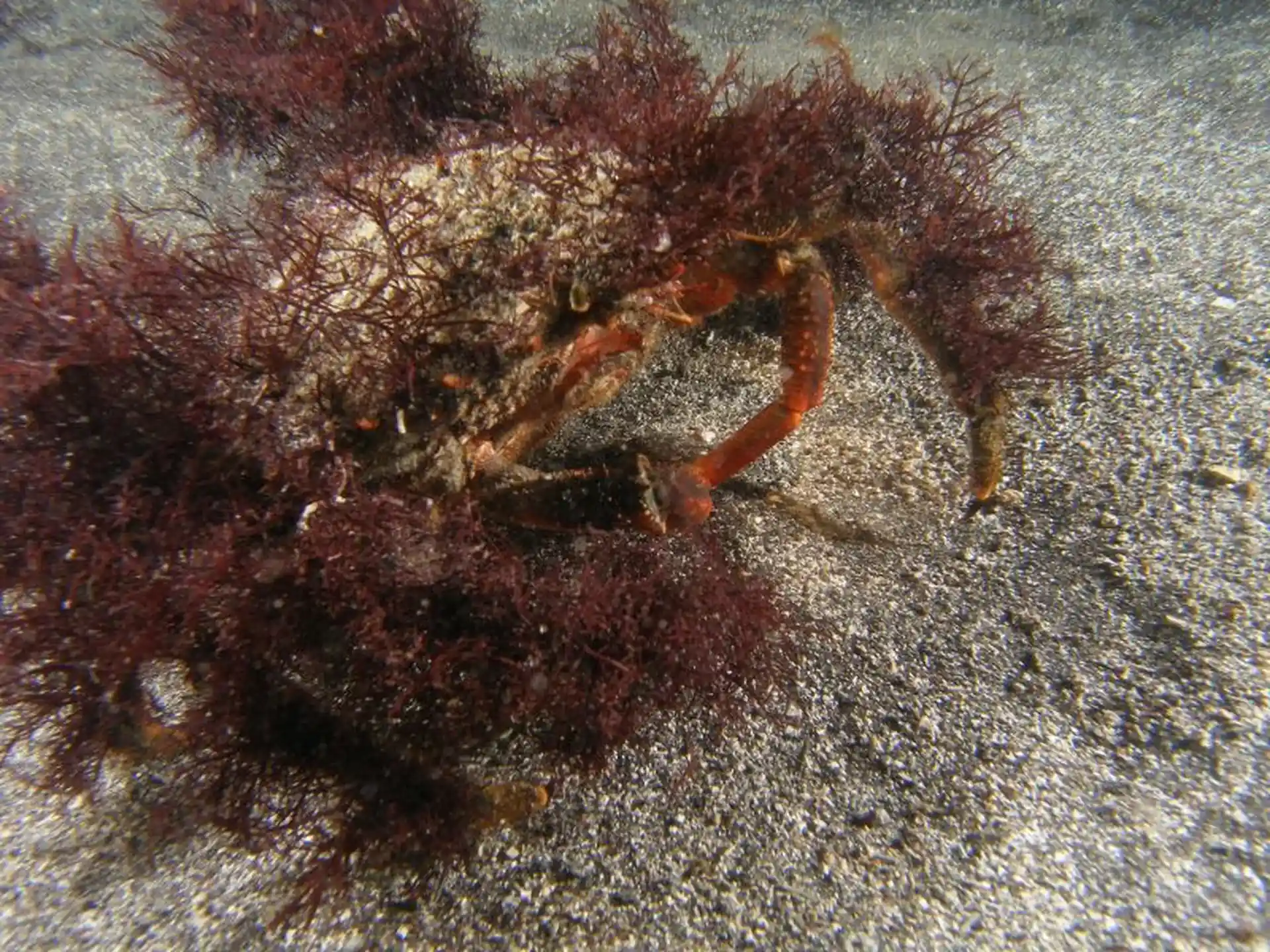 Foto del sitio de buceo