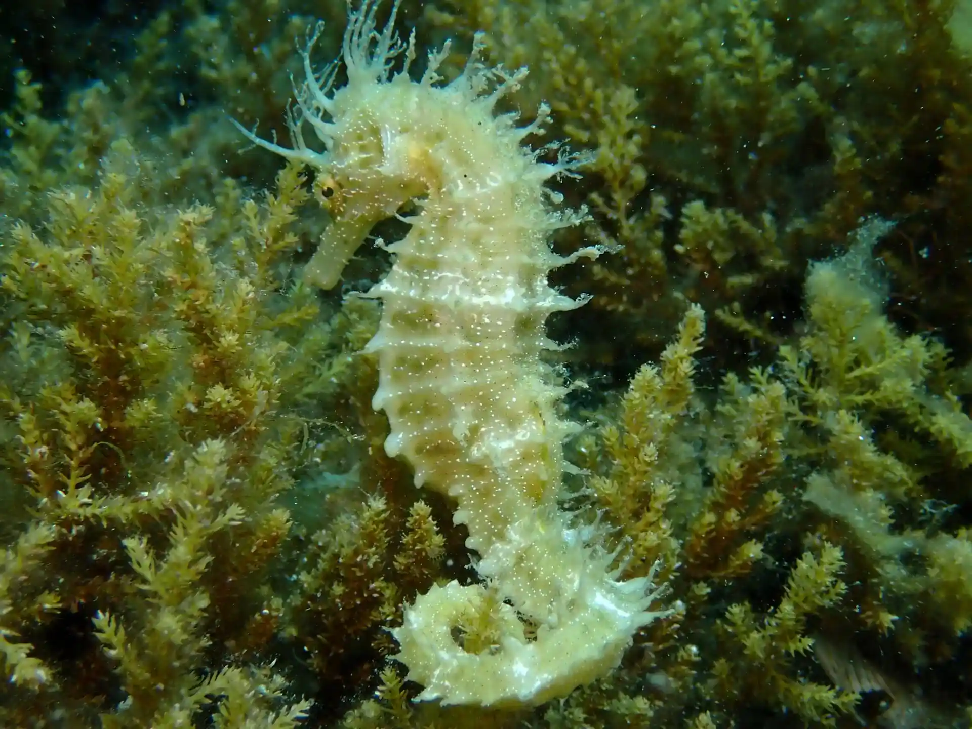 seahorse