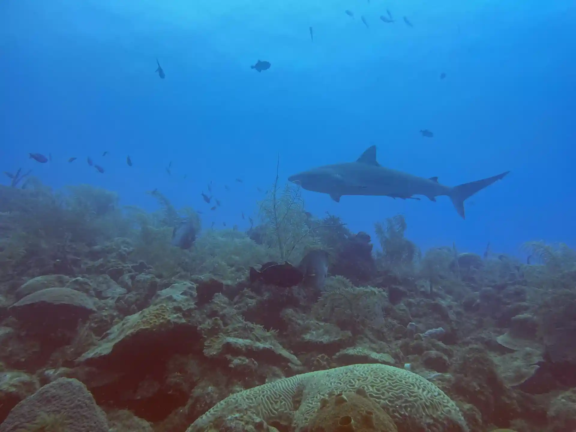 Dive site photo