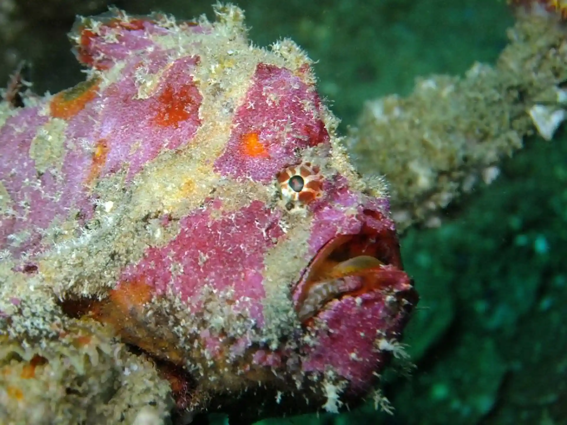 Dive site photo