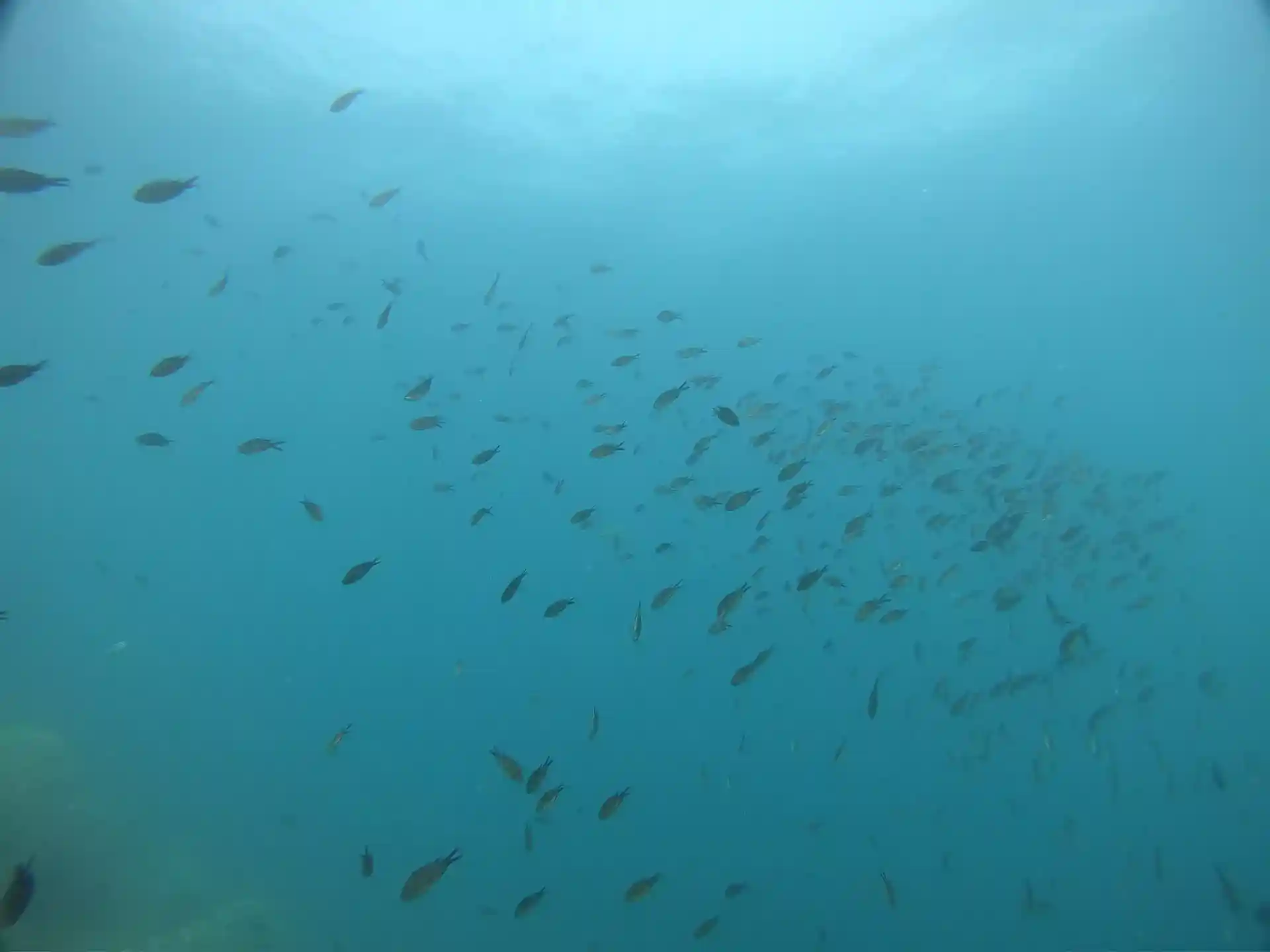 Foto van de duiklocatie